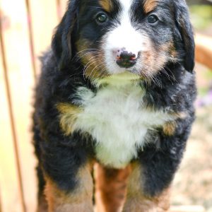 Cute, Cuddely & Adorable bernese mountain puppy for sale and seeking adoption into a loving furever home! Bernese Mountain Dog