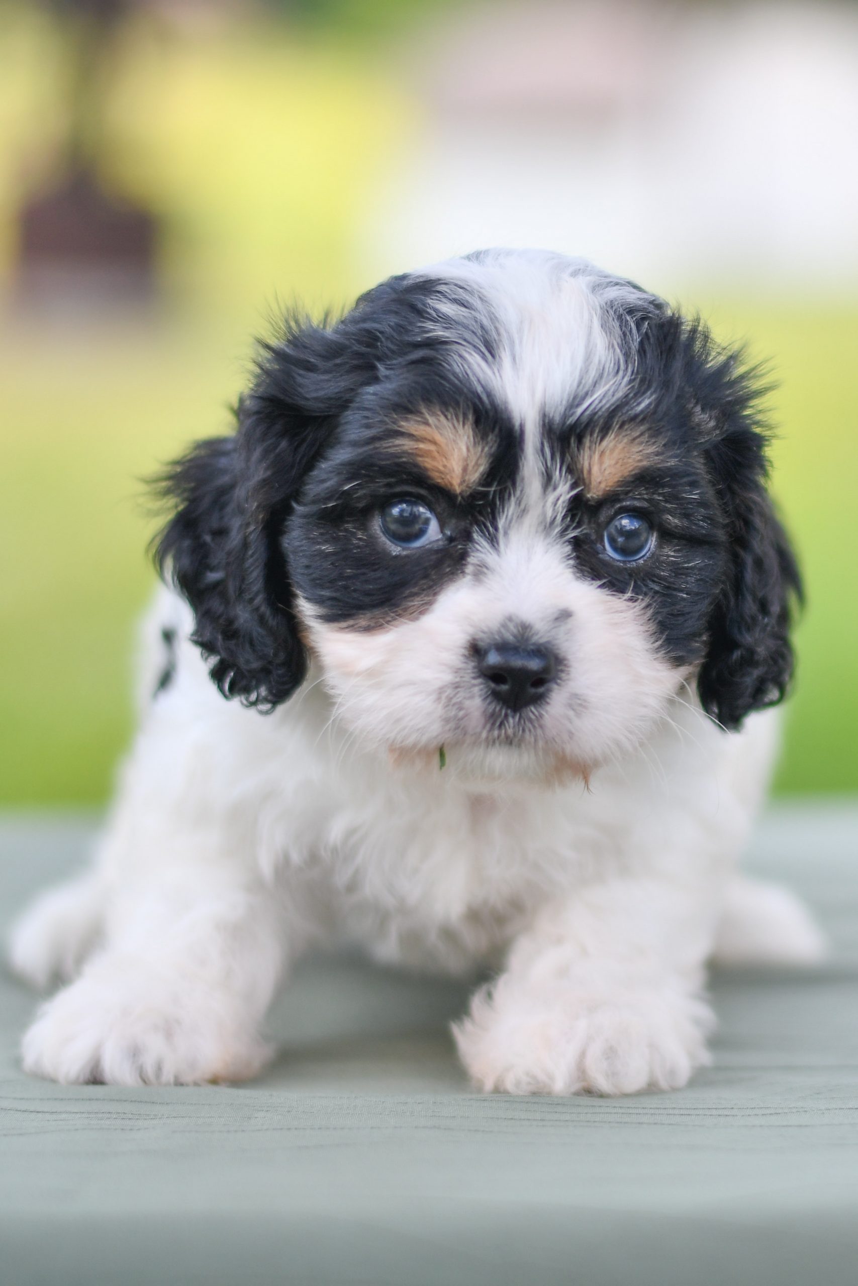 Beautiful Puppies at play. For sale cavachon playful puppies of Ohio. Cute and cuddly playful Cavachon pups for sale