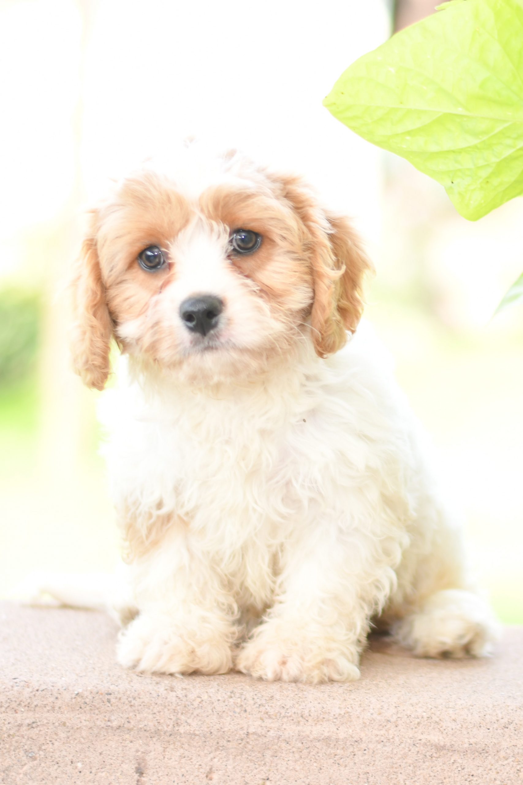 Beautiful Puppies at play. For sale Cavachon playful puppies of Ohio. Cute and cuddly playful Cavachon pups for sale