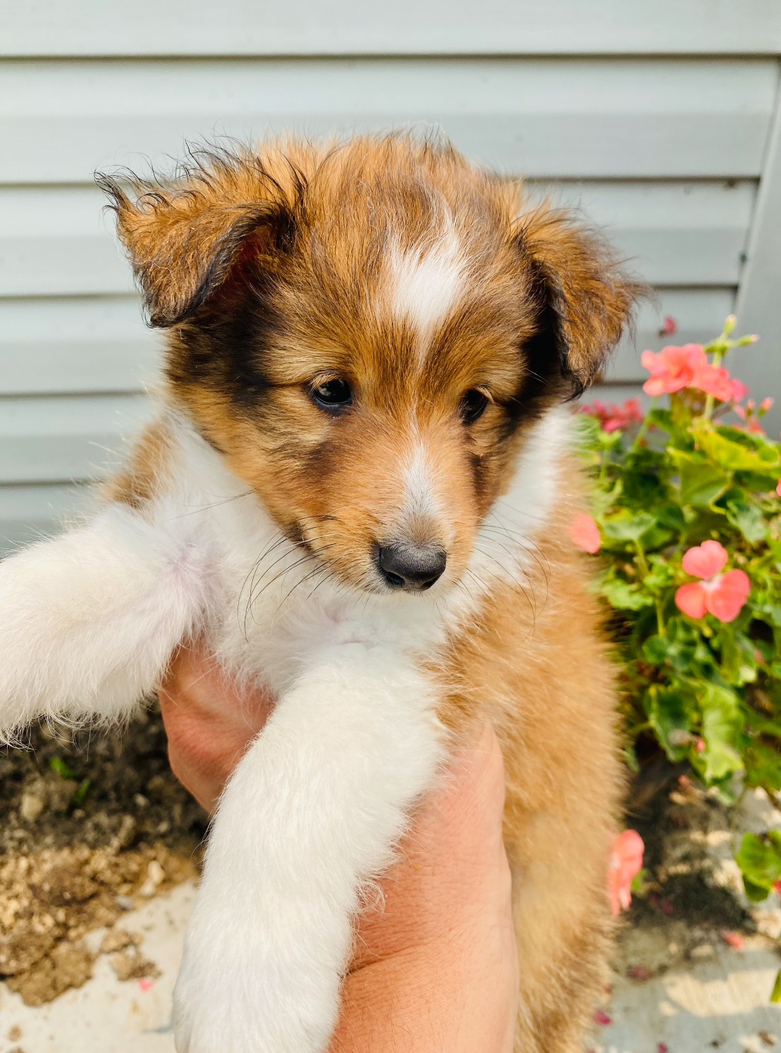 Cute, Cuddely & Adorable Shetland Sheepdog puppy for sale and seeking adoption into a loving furever home! Sheltie pups