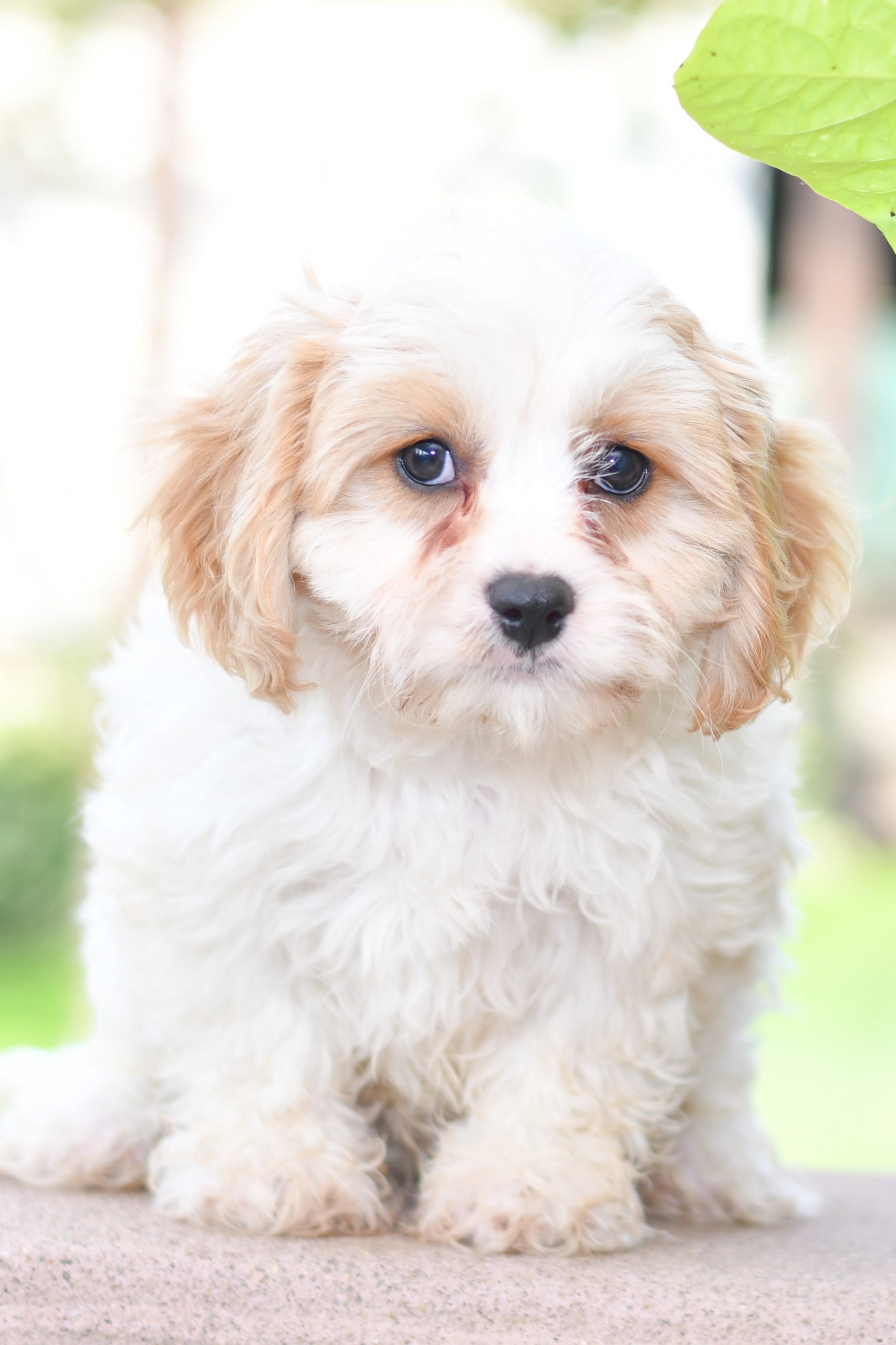 Beautiful Puppies at play. For sale Cavachon playful puppies of Ohio. Cute and cuddly playful Cavachon pups for sale