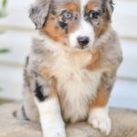 Beautiful Puppies at play. For sale australian shepherd playful puppies of Ohio. Cute and cuddly playful aussie pups for sale