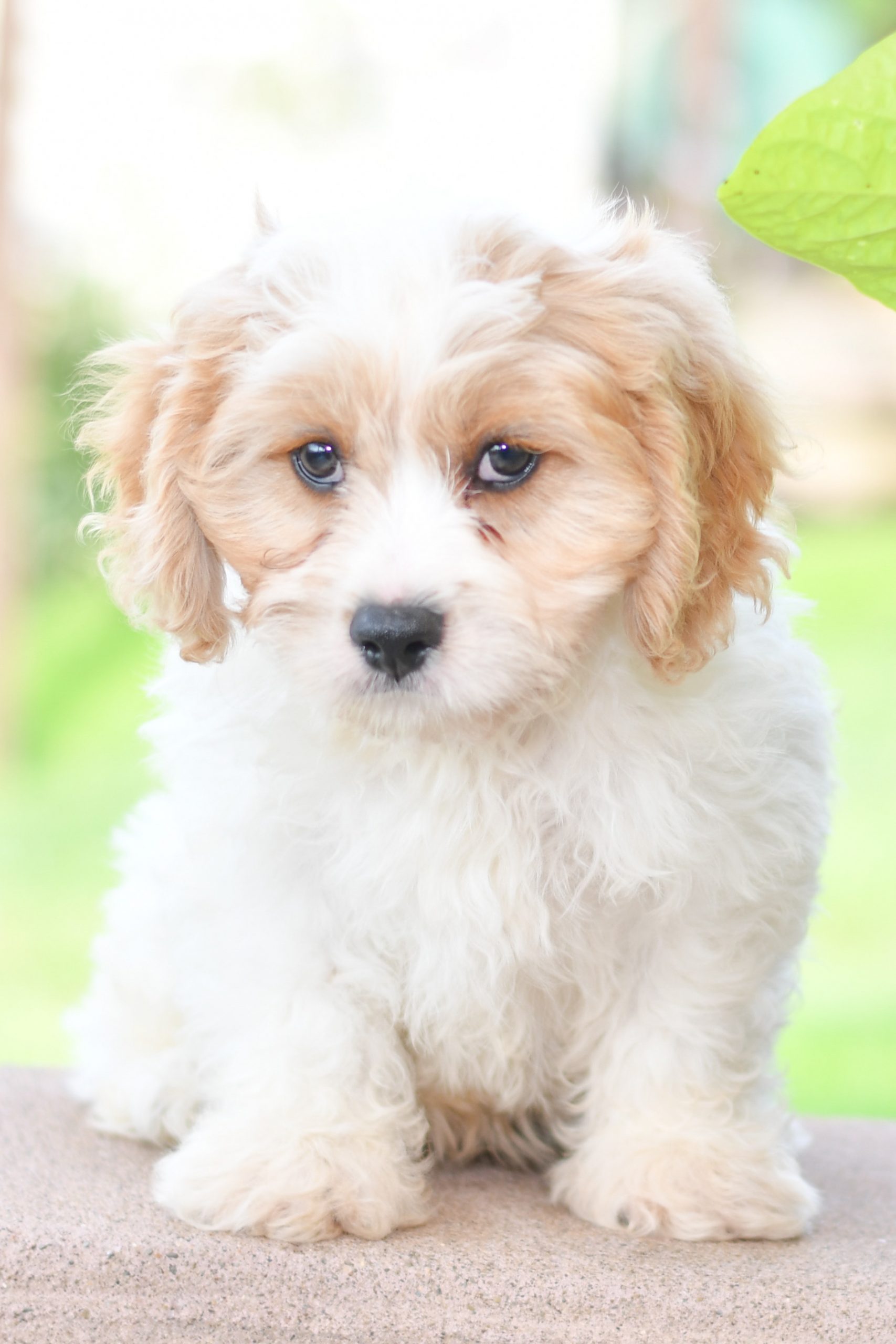 Beautiful Puppies at play. For sale Cavachon playful puppies of Ohio. Cute and cuddly playful Cavachon pups for sale