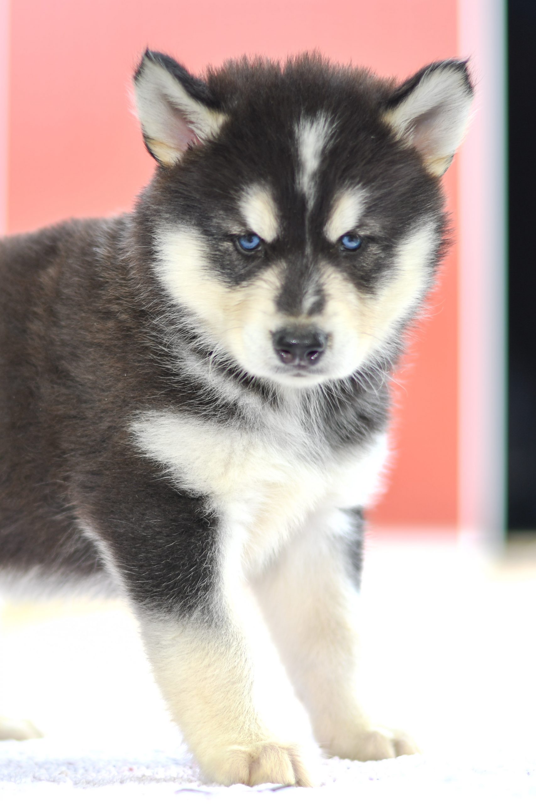 Beautiful Puppies at play. For sale siberian husky playful puppies of Ohio. Cute and cuddly playful Siberian Husky pups for sale
