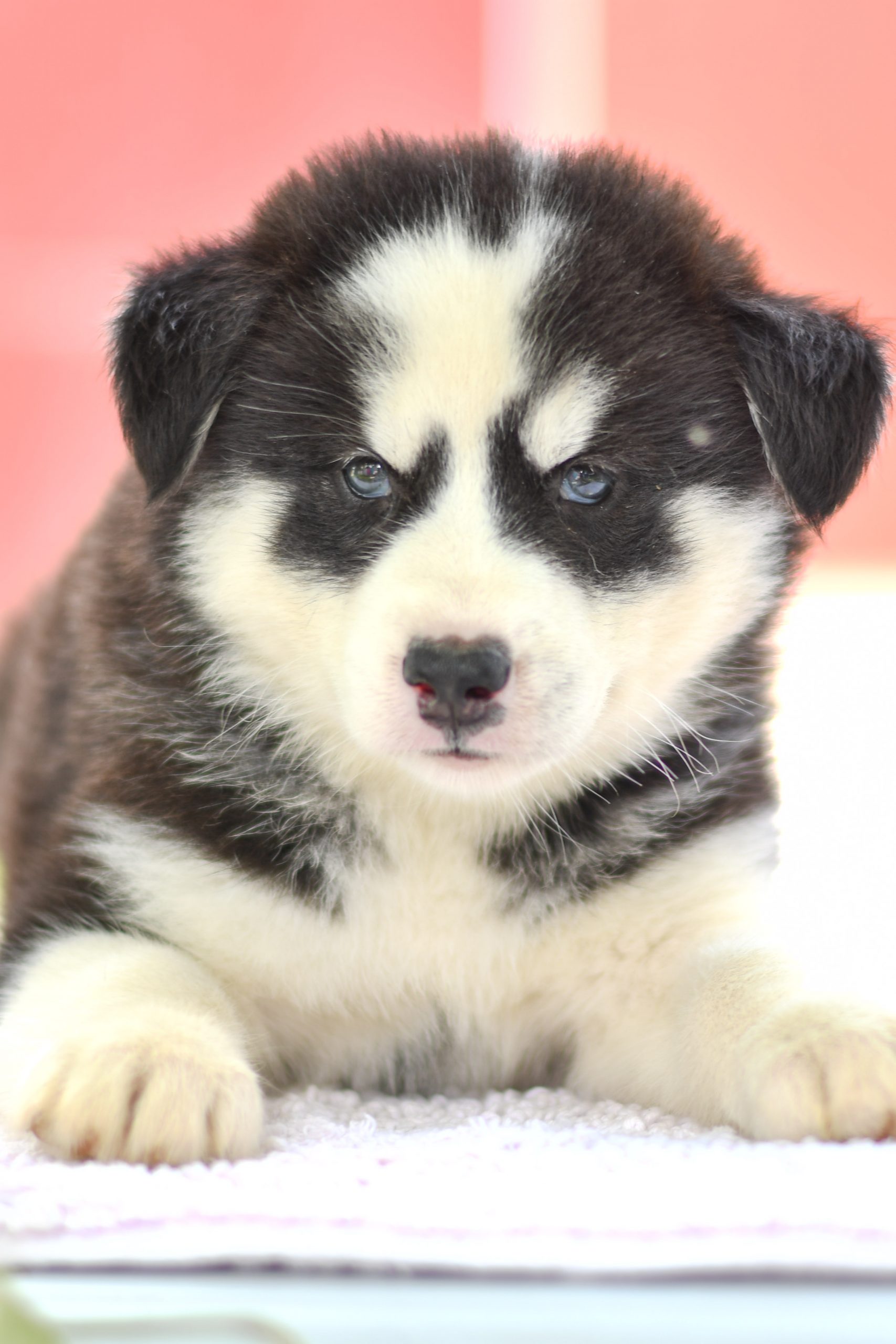 Beautiful Puppies at play. For sale siberian husky playful puppies of Ohio. Cute and cuddly playful Siberian Husky pups for sale