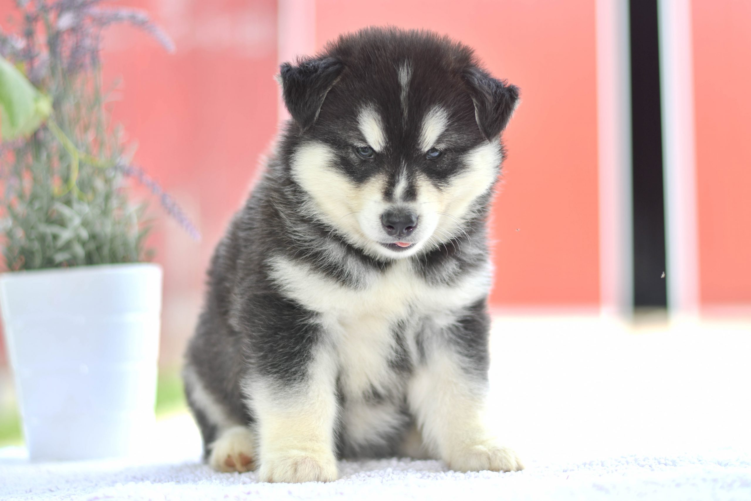 Beautiful Puppies at play. For sale siberian husky playful puppies of Ohio. Cute and cuddly playful Siberian Husky pups for sale