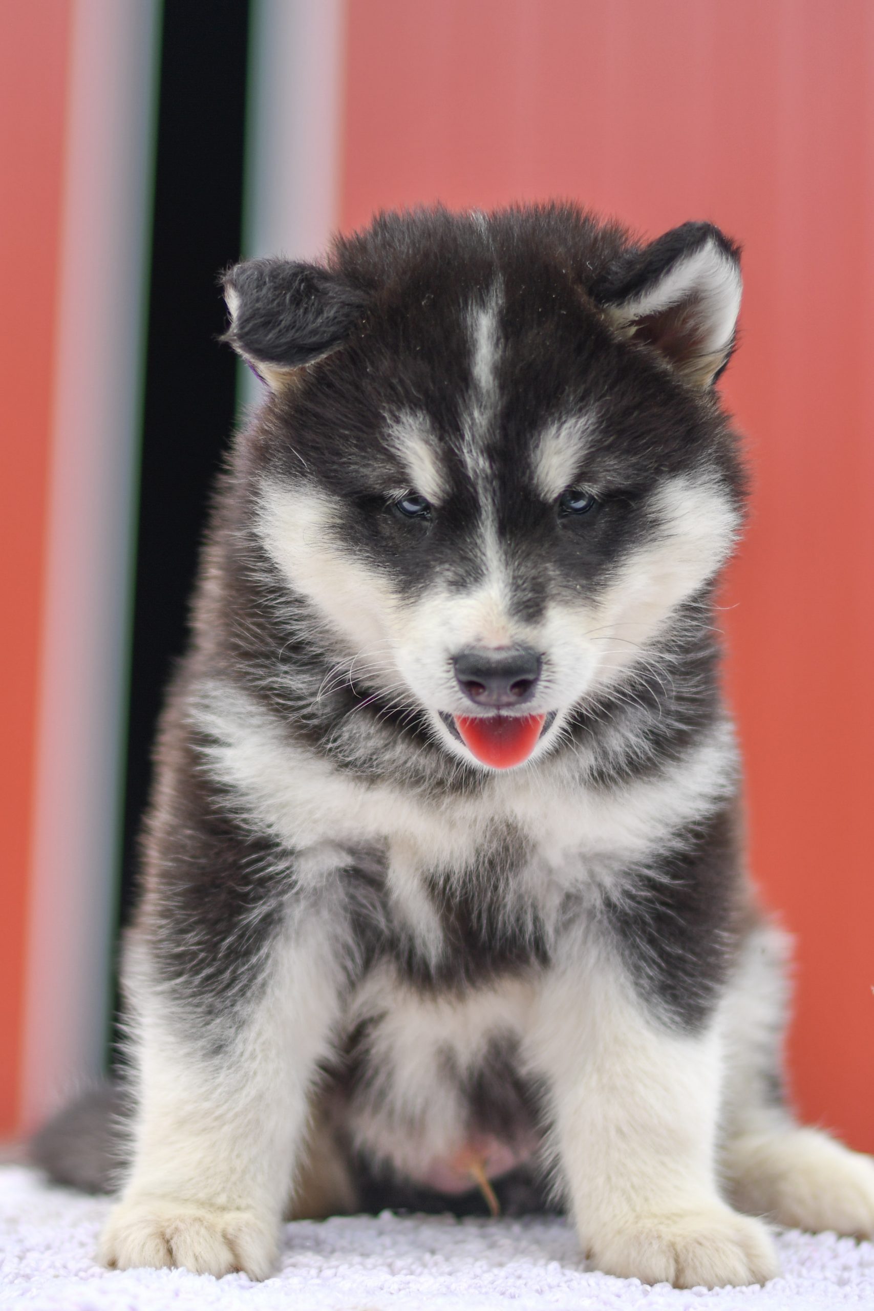 Beautiful Puppies at play. For sale siberian husky playful puppies of Ohio. Cute and cuddly playful Siberian Husky pups for sale