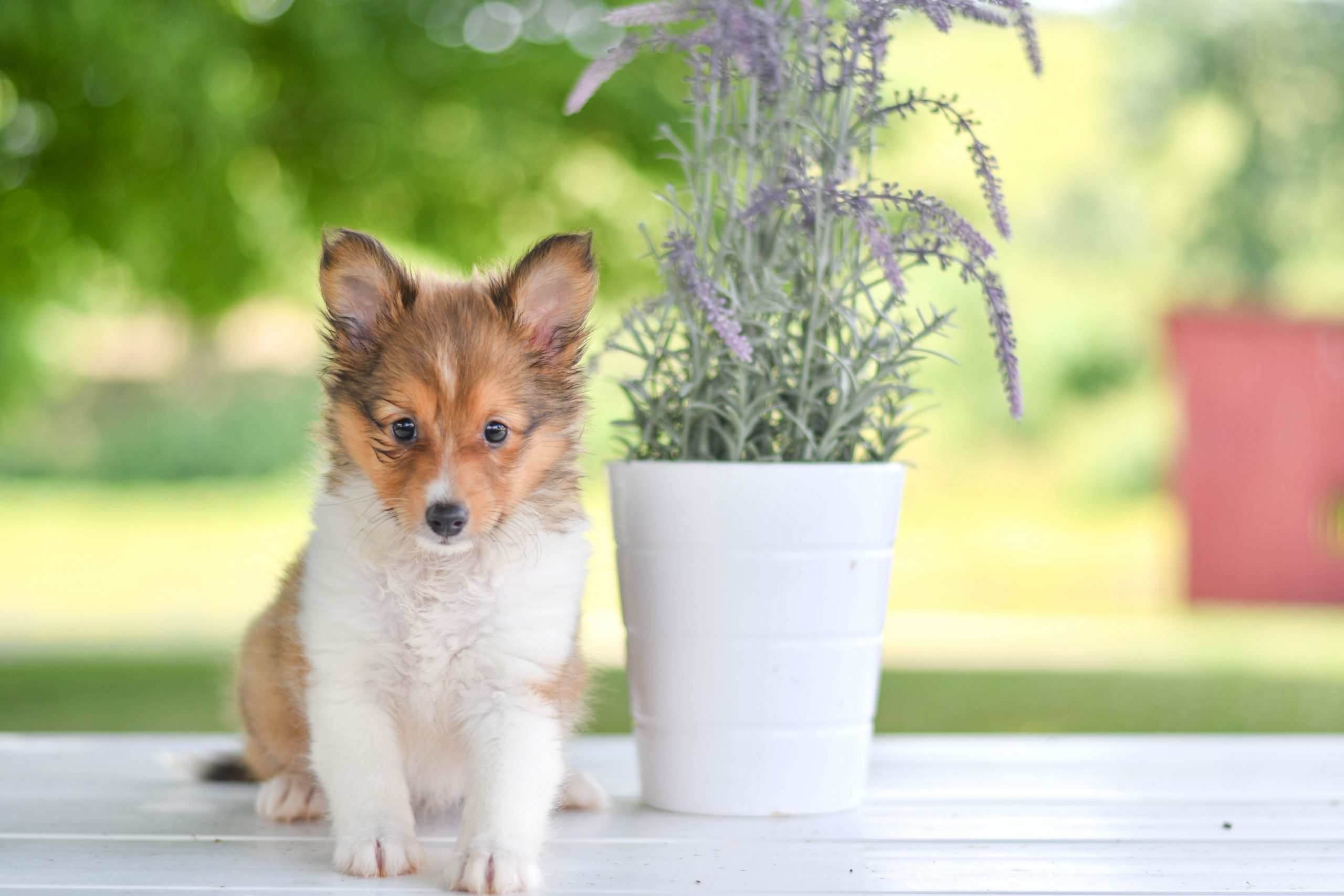 Beautiful Puppies at play. For sale mini shetland sheepdogs playful puppies of Ohio. Cute and cuddly playful mini sheltie pups for sale