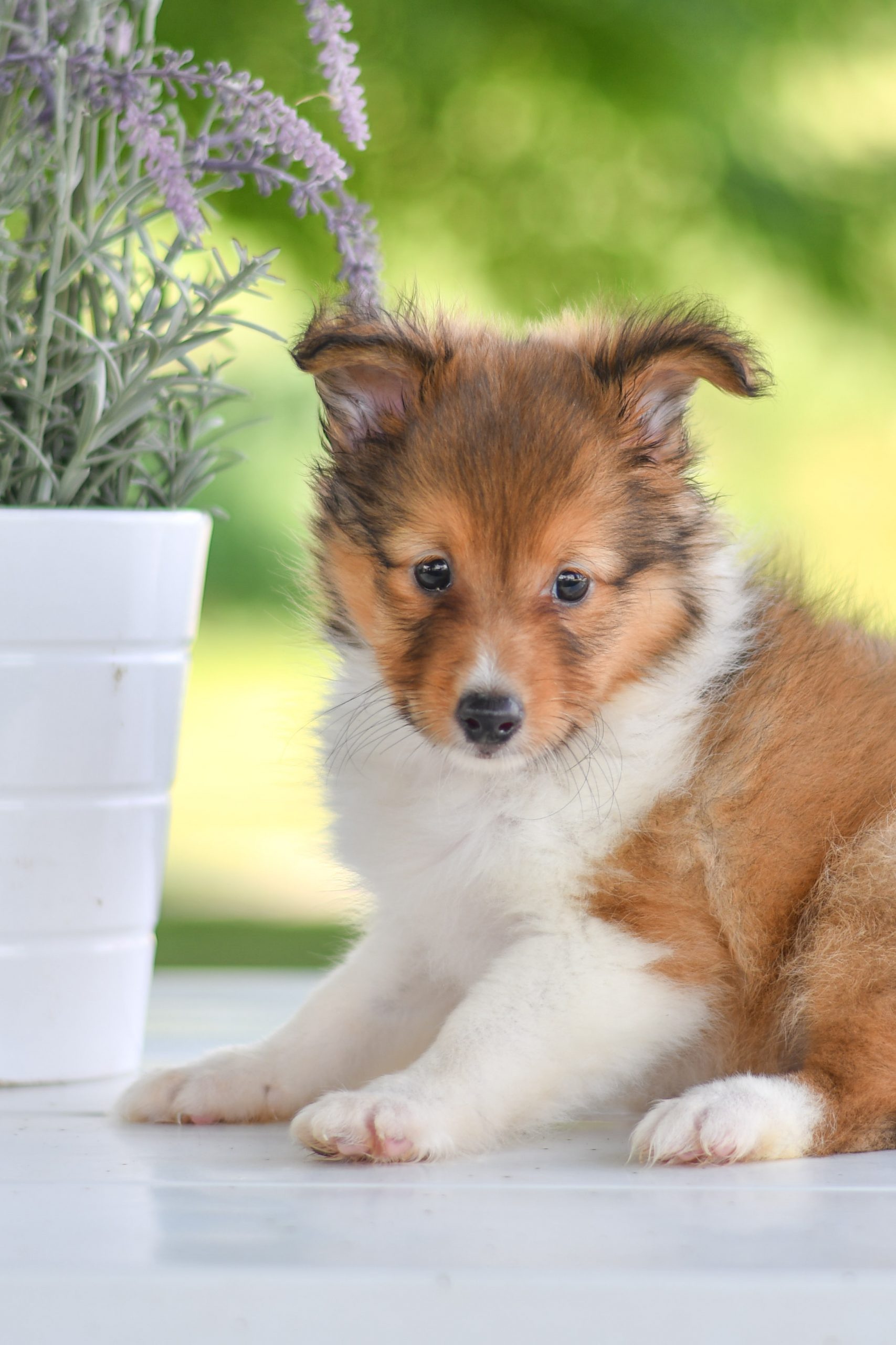 Beautiful Puppies at play. For sale mini shetland sheepdogs playful puppies of Ohio. Cute and cuddly playful mini sheltie pups for sale