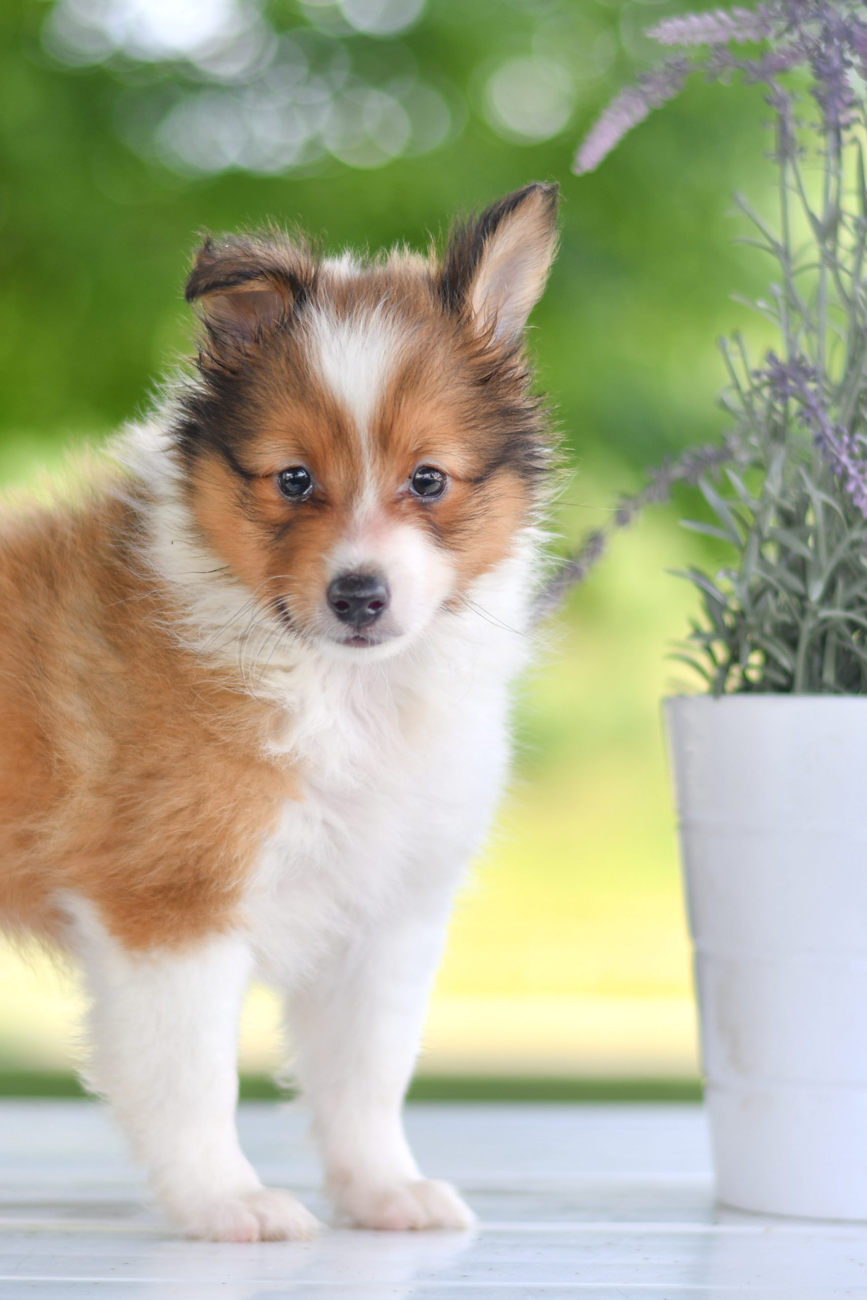 Beautiful Puppies at play. For sale mini shetland sheepdogs playful puppies of Ohio. Cute and cuddly playful mini sheltie pups for sale