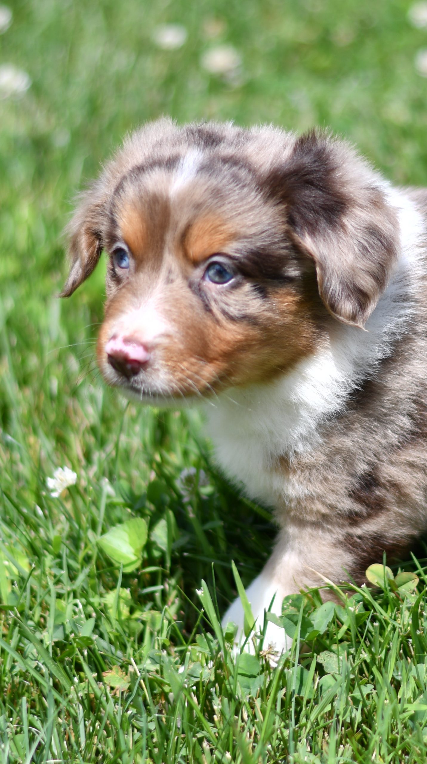 Beautiful Puppies at play. For sale australian shepherd playful puppies of Ohio. Cute and cuddly playful aussie pups for sale
