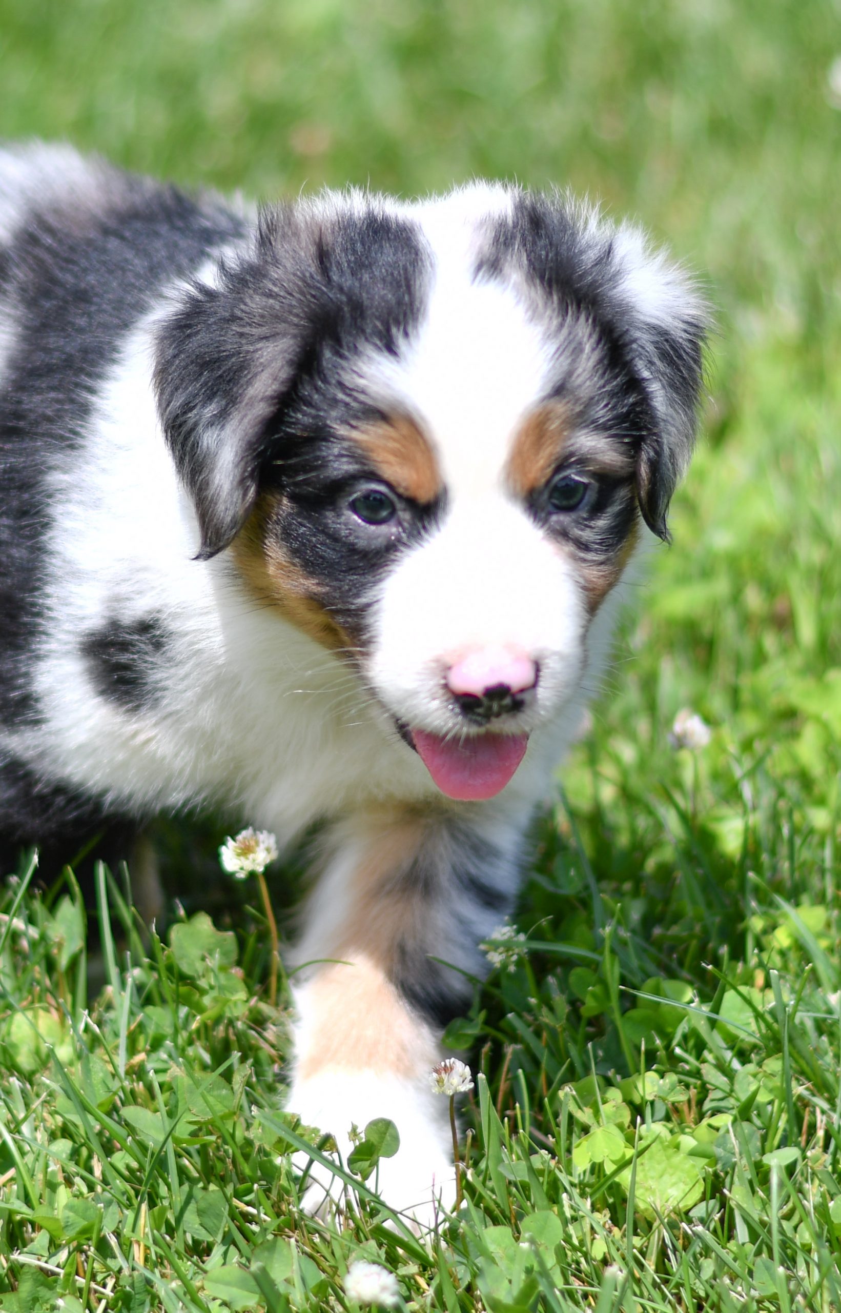 Beautiful Puppies at play. For sale australian shepherd playful puppies of Ohio. Cute and cuddly playful aussie pups for sale