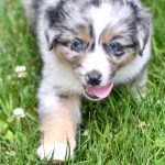 Beautiful Puppies at play. For sale australian shepherd playful puppies of Ohio. Cute and cuddly playful aussie pups for sale