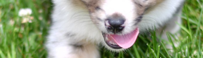 Beautiful Puppies at play. For sale australian shepherd playful puppies of Ohio. Cute and cuddly playful aussie pups for sale