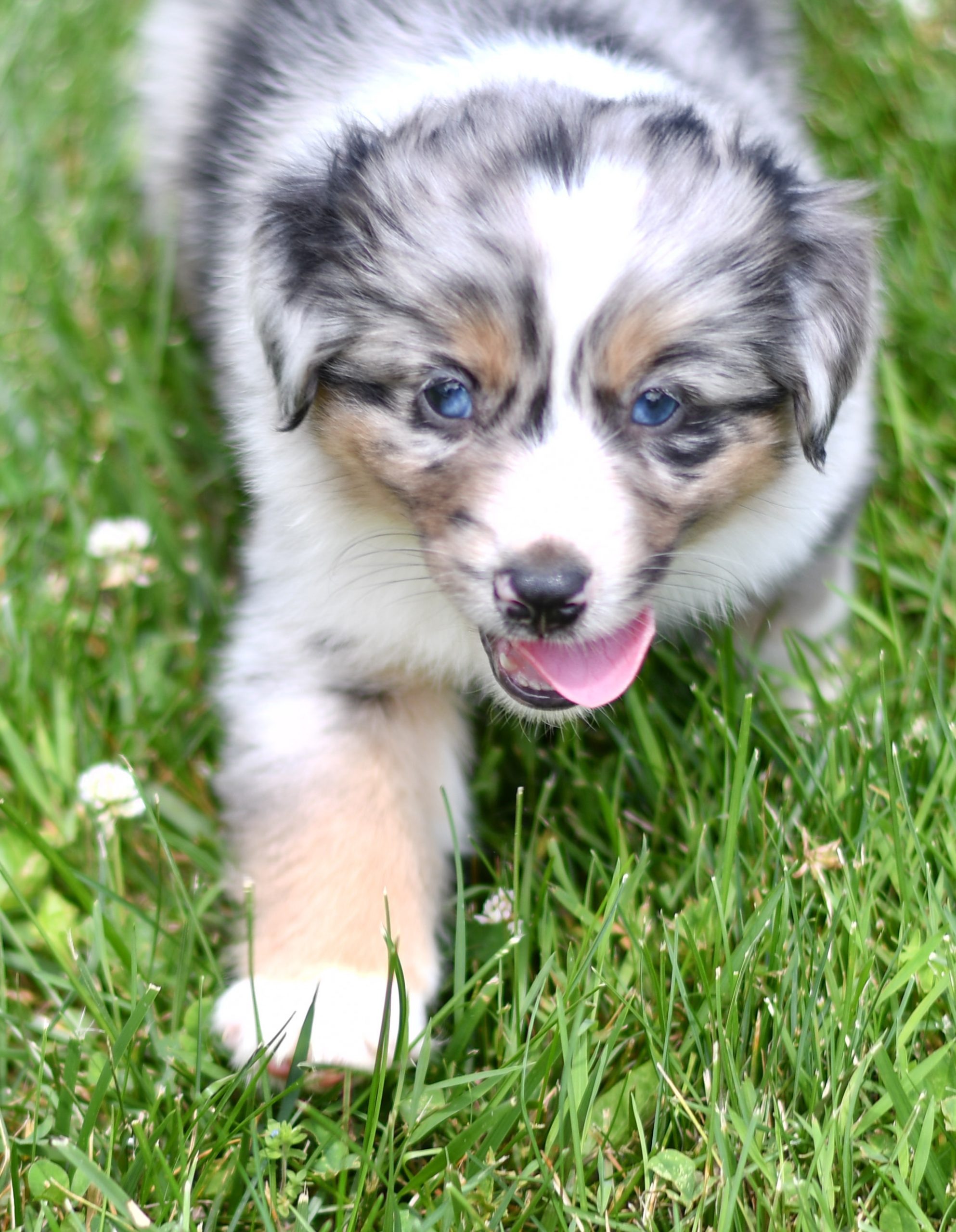 Beautiful Puppies at play. For sale australian shepherd playful puppies of Ohio. Cute and cuddly playful aussie pups for sale