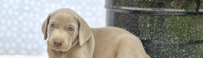Beautiful Puppies at play. For sale weimaraner playful puppies of Ohio. Cute and cuddly playful weimaraner pups for sale
