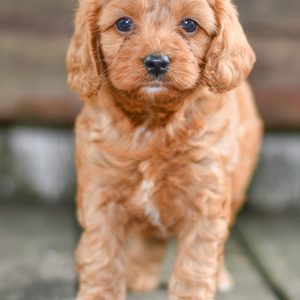 Beautiful Puppies at play. For sale cavapoo playful puppies of Ohio. Cute and cuddly playful cavapoo pups for sale.