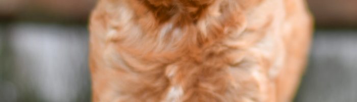 Beautiful Puppies at play. For sale cavapoo playful puppies of Ohio. Cute and cuddly playful cavapoo pups for sale.