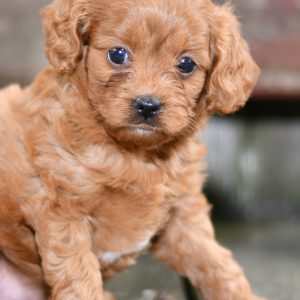 Beautiful Puppies at play. For sale cavapoo playful puppies of Ohio. Cute and cuddly playful cavapoo pups for sale.