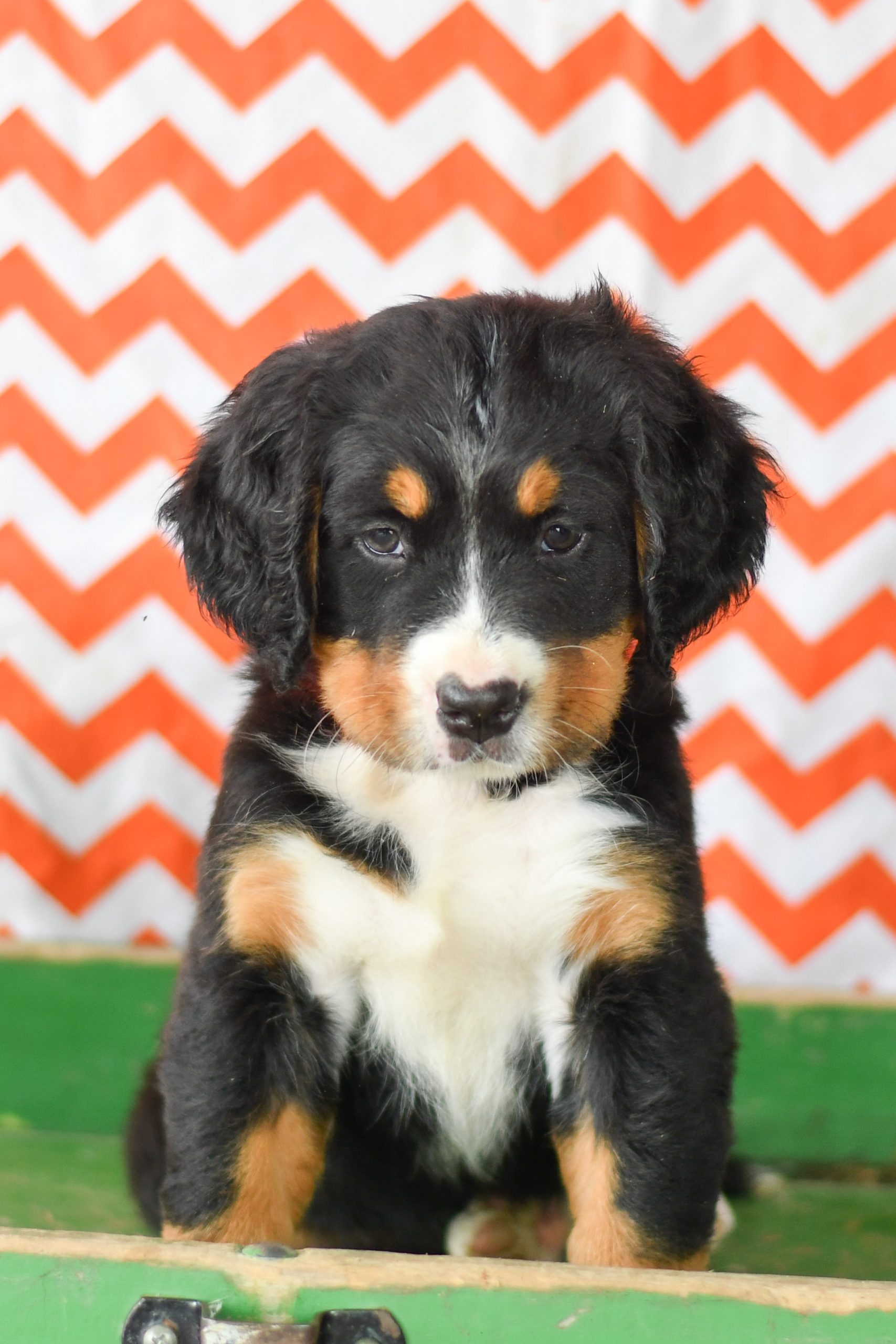 Cute, Cuddely & Adorable bernese mountain puppy for sale and seeking adoption into a loving furever home! Bernese Mountain Dog