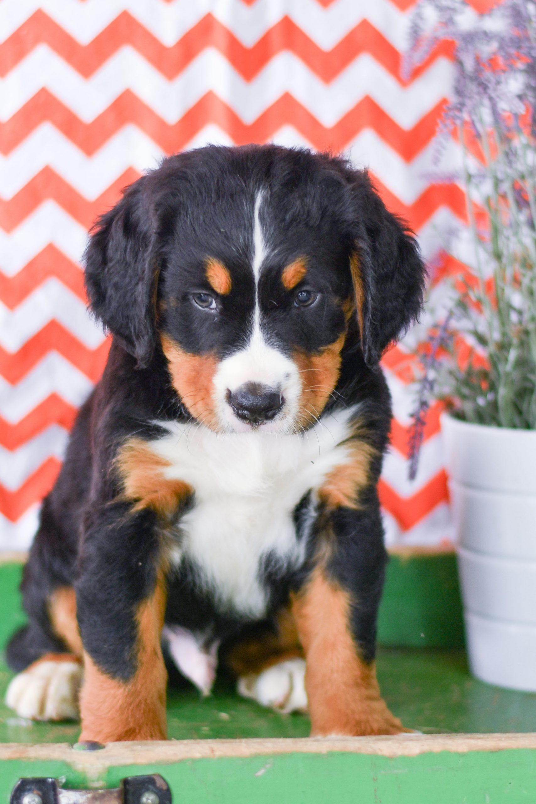 Cute, Cuddely & Adorable bernese mountain puppy for sale and seeking adoption into a loving furever home! Bernese Mountain Dog