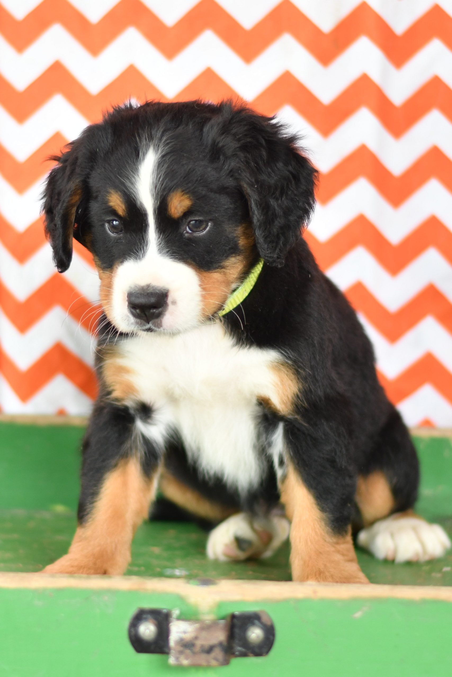 Cute, Cuddely & Adorable bernese mountain puppy for sale and seeking adoption into a loving furever home! Bernese Mountain Dog