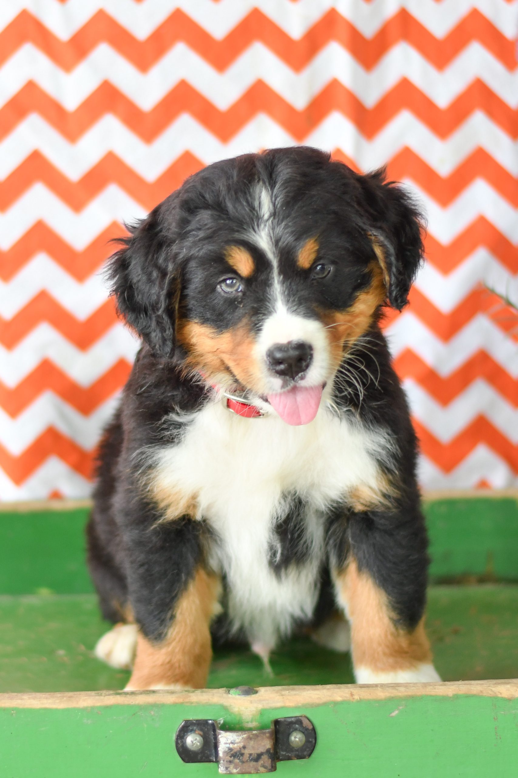 Cute, Cuddely & Adorable bernese mountain puppy for sale and seeking adoption into a loving furever home! Bernese Mountain Dog