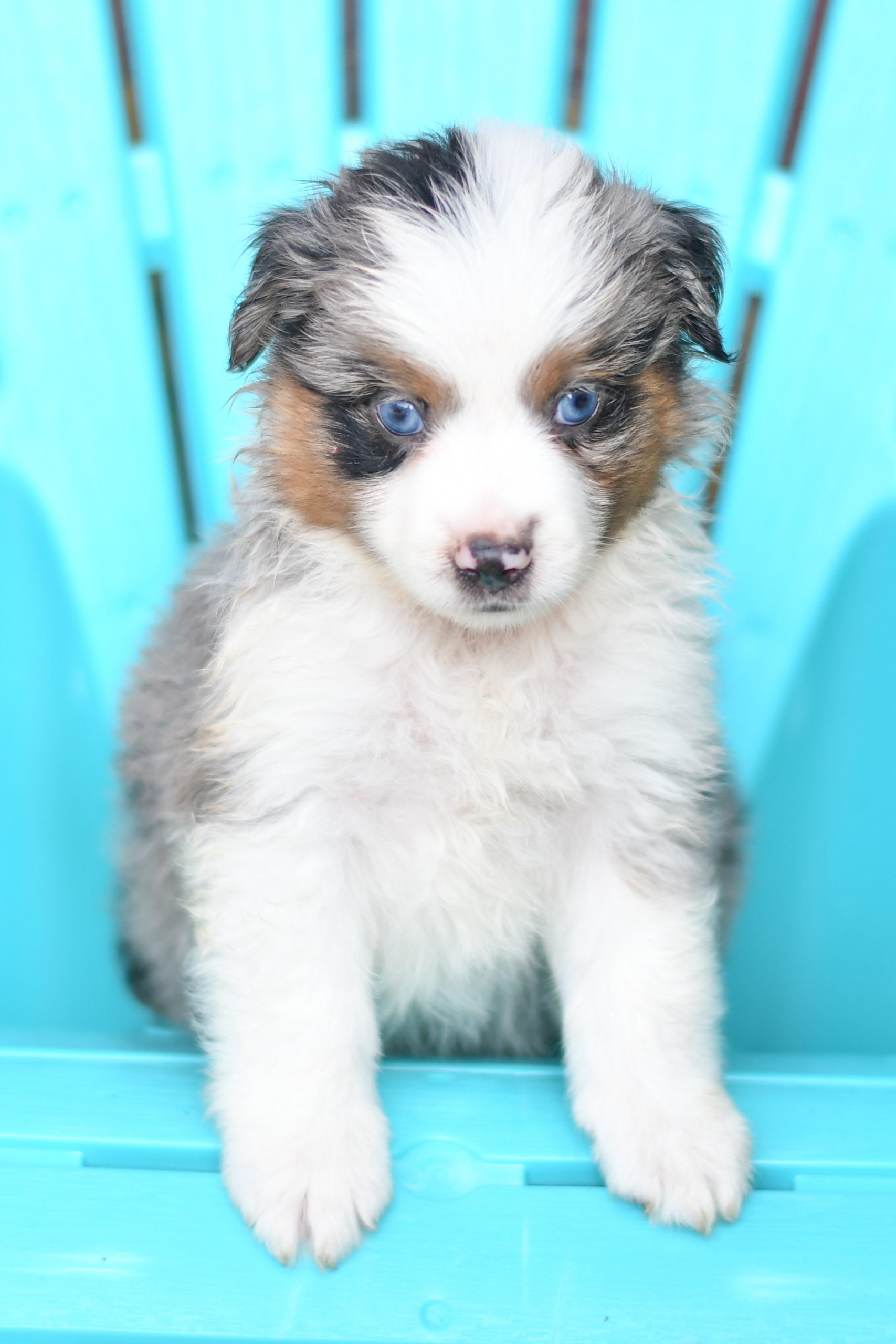 Beautiful Puppies at play. For sale australian shepherd playful puppies of Ohio. Cute and cuddly playful aussie pups for sale
