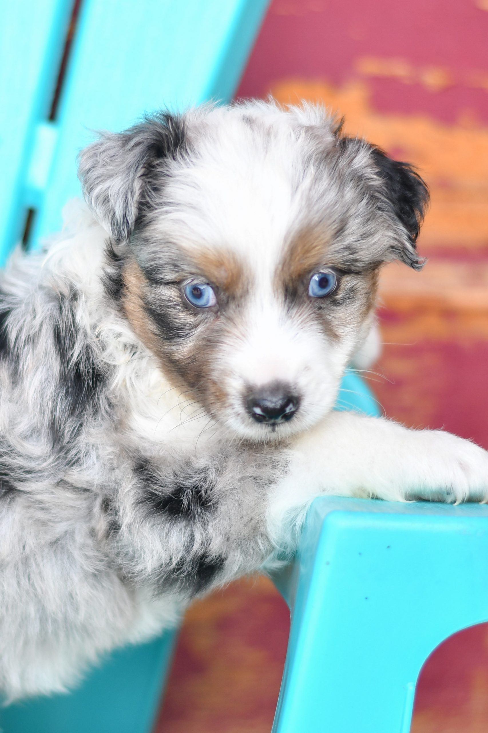 Beautiful Puppies at play. For sale australian shepherd playful puppies of Ohio. Cute and cuddly playful aussie pups for sale