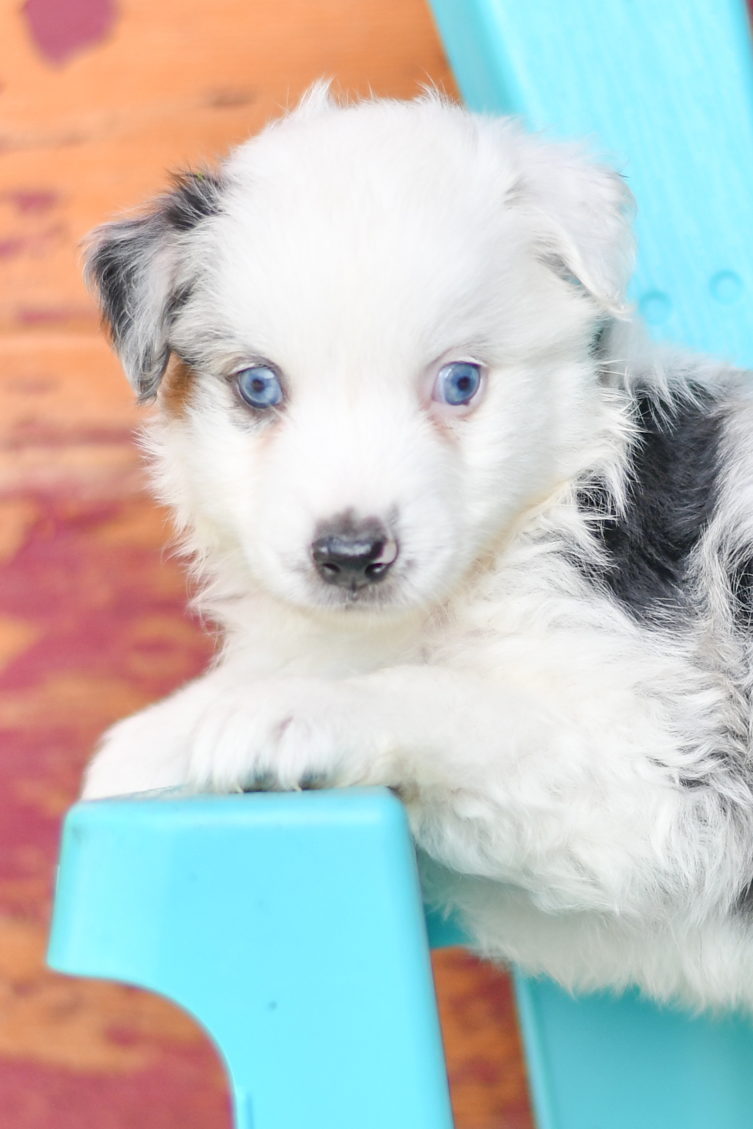 Beautiful Puppies at play. For sale australian shepherd playful puppies of Ohio. Cute and cuddly playful aussie pups for sale