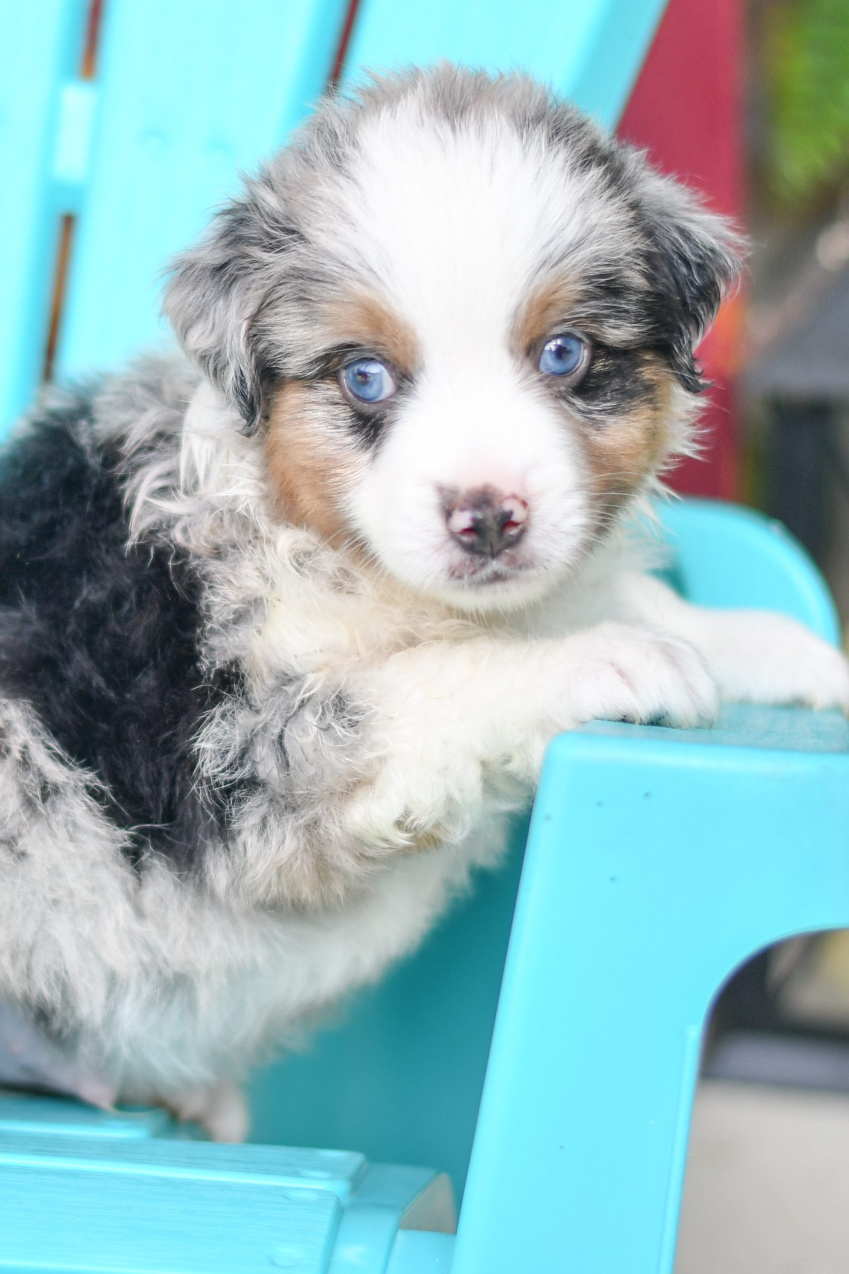 Beautiful Puppies at play. For sale australian shepherd playful puppies of Ohio. Cute and cuddly playful aussie pups for sale