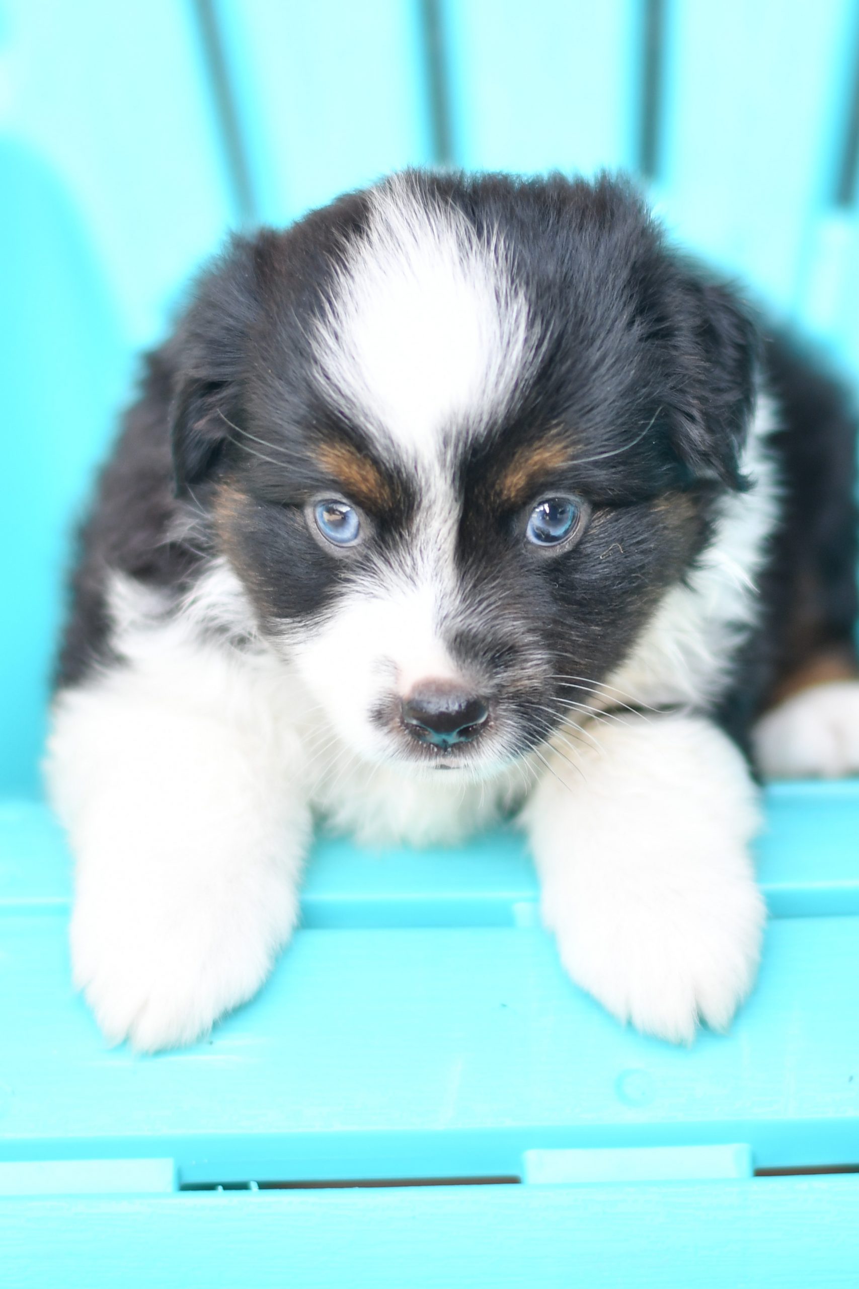 Beautiful Puppies at play. For sale australian shepherd playful puppies of Ohio. Cute and cuddly playful aussie pups for sale