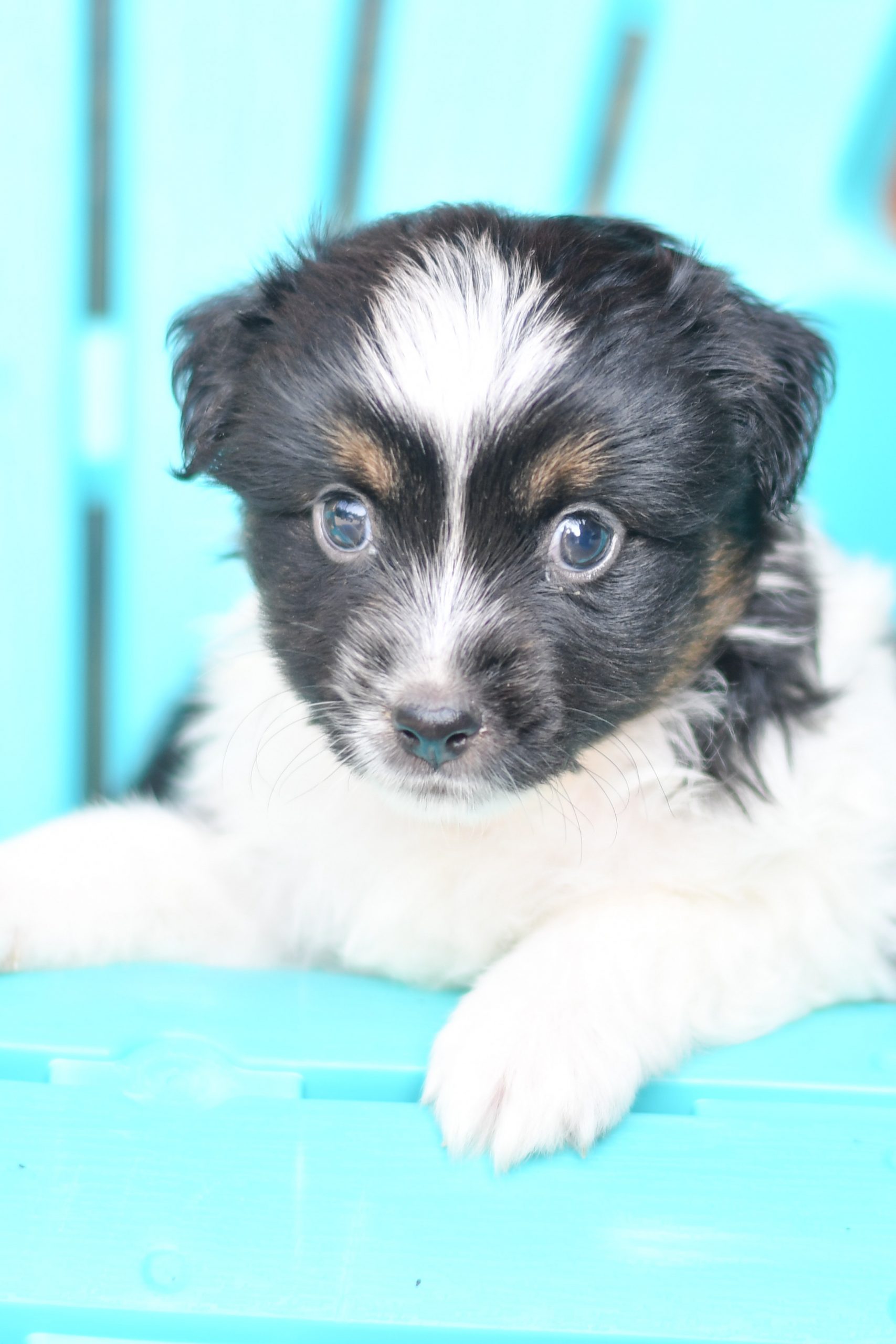 Beautiful Puppies at play. For sale australian shepherd playful puppies of Ohio. Cute and cuddly playful aussie pups for sale