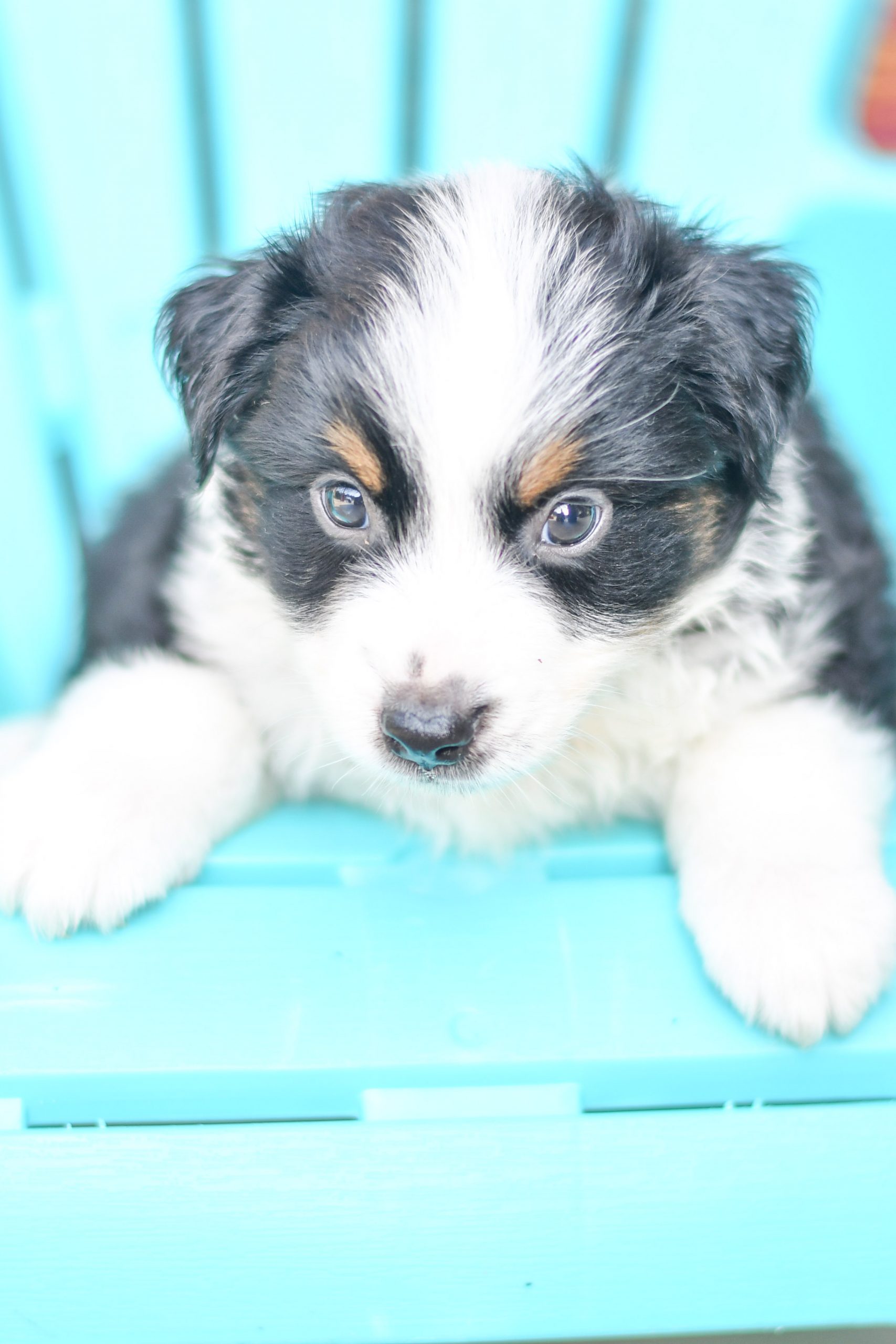 Beautiful Puppies at play. For sale australian shepherd playful puppies of Ohio. Cute and cuddly playful aussie pups for sale