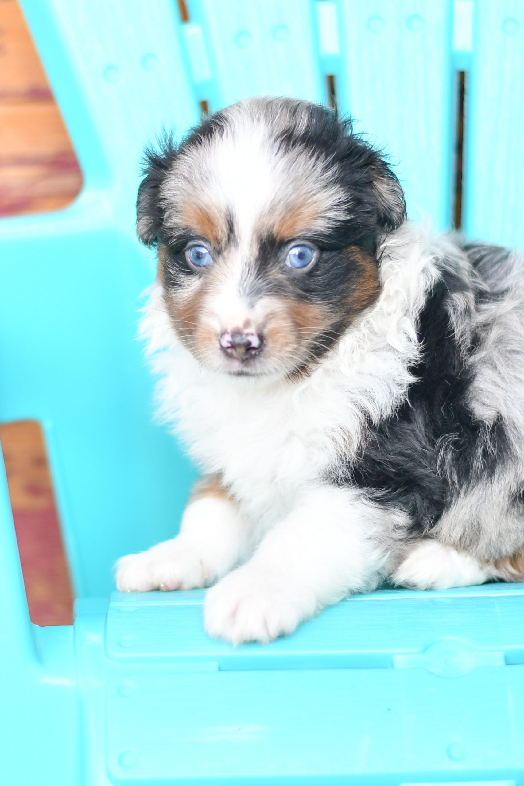 Beautiful Puppies at play. For sale australian shepherd playful puppies of Ohio. Cute and cuddly playful aussie pups for sale