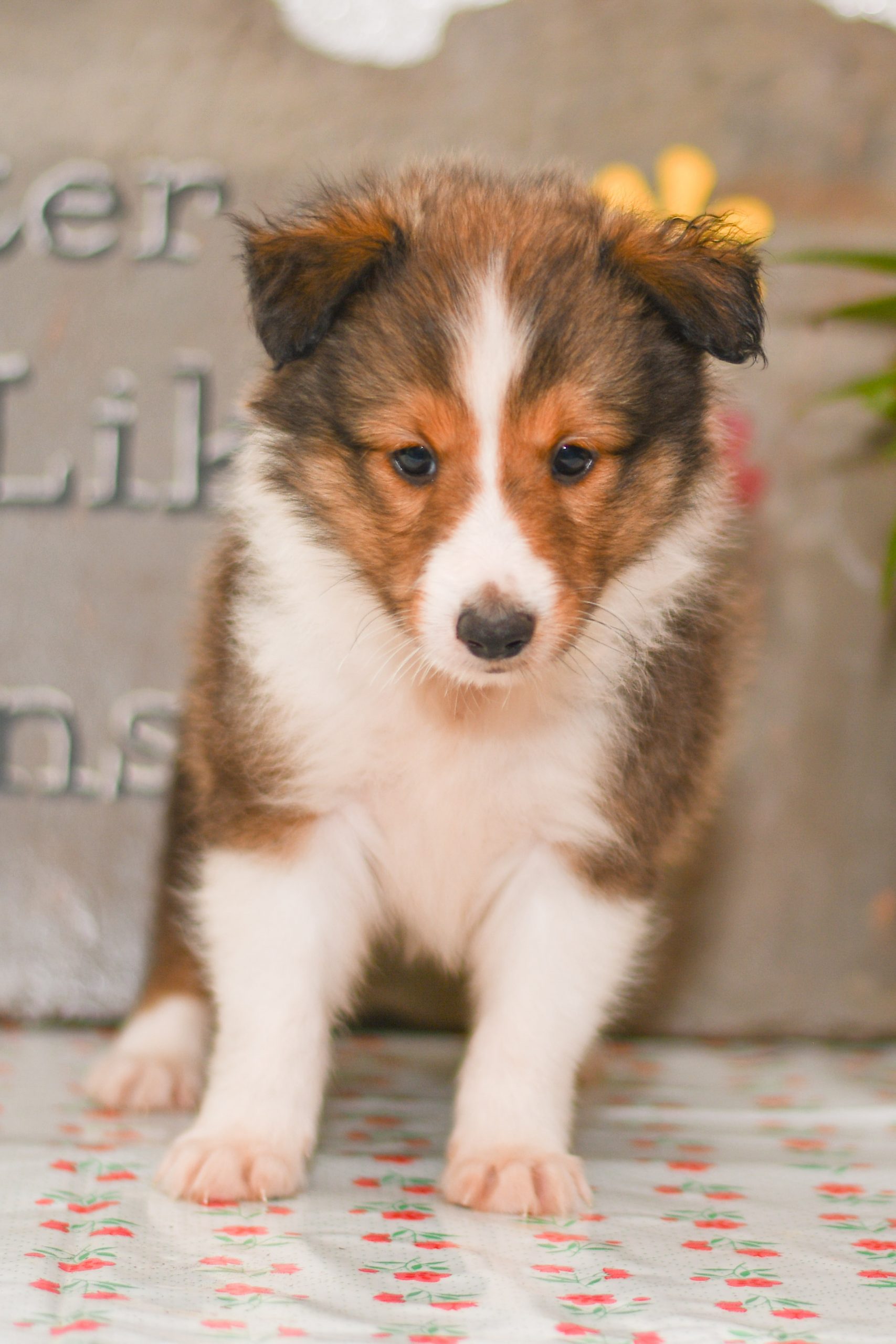 Cute, Cuddely & Adorable Shetland Sheepdog puppy for sale and seeking adoption into a loving furever home! Sheltie pups