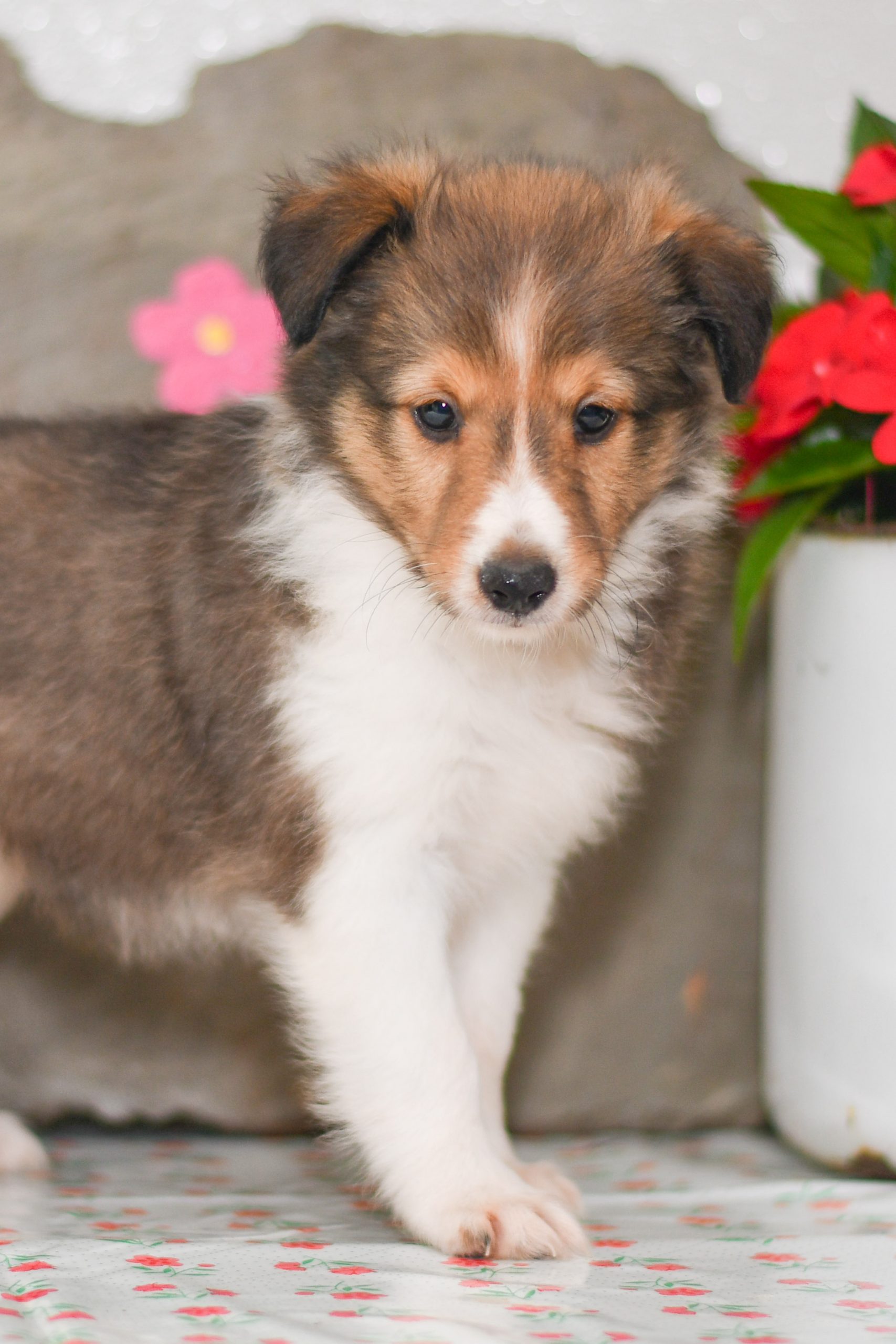 Cute, Cuddely & Adorable Shetland Sheepdog puppy for sale and seeking adoption into a loving furever home! Sheltie pups