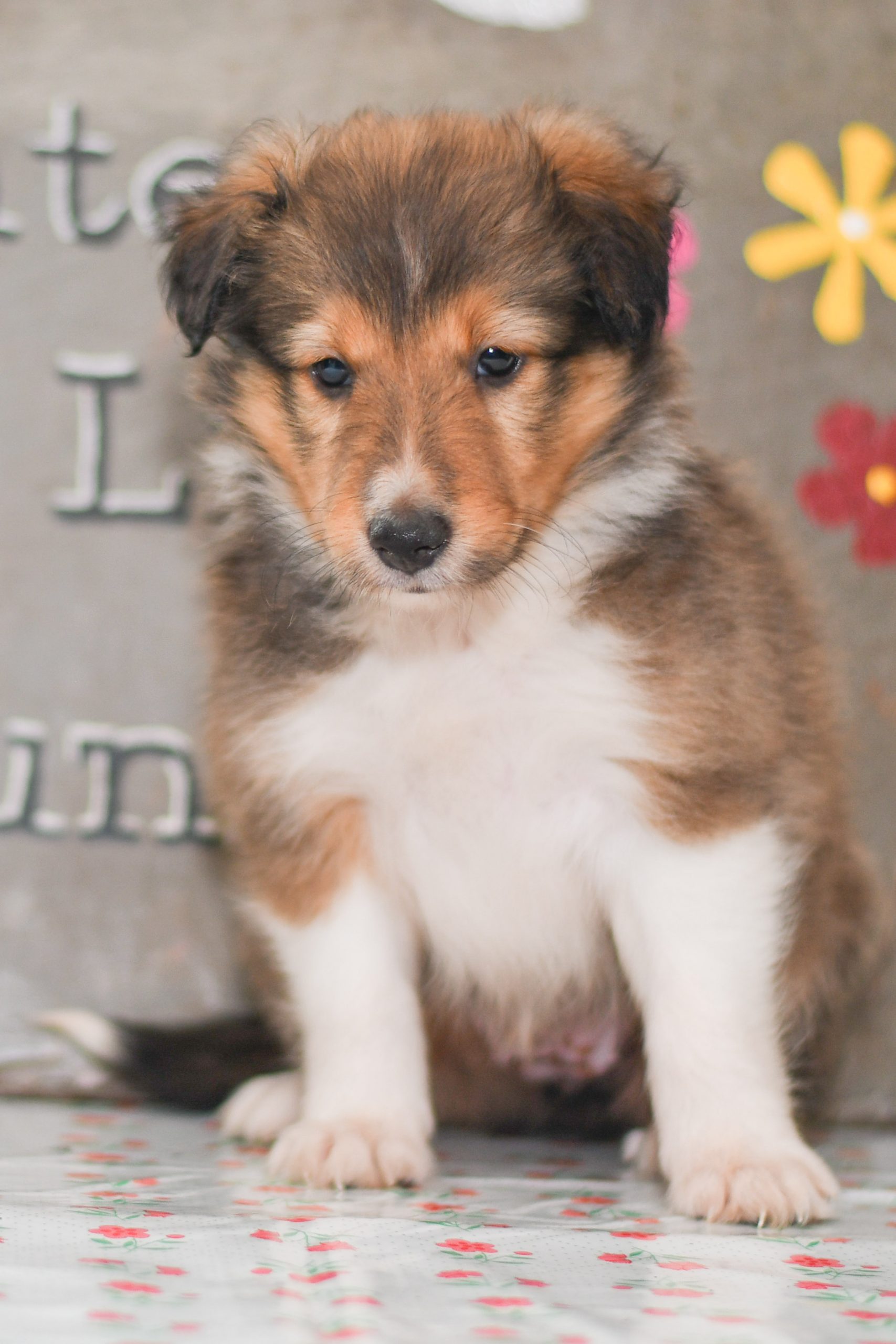 Cute, Cuddely & Adorable Shetland Sheepdog puppy for sale and seeking adoption into a loving furever home! Sheltie pups