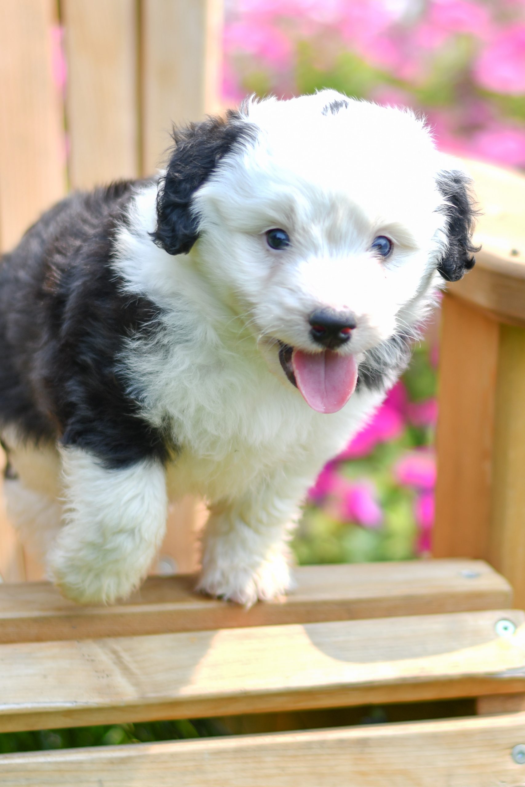 Beautiful Puppies at play. For sale mini australian shepherd playful puppies of Ohio. Cute and cuddly playful mini aussie pups for sale