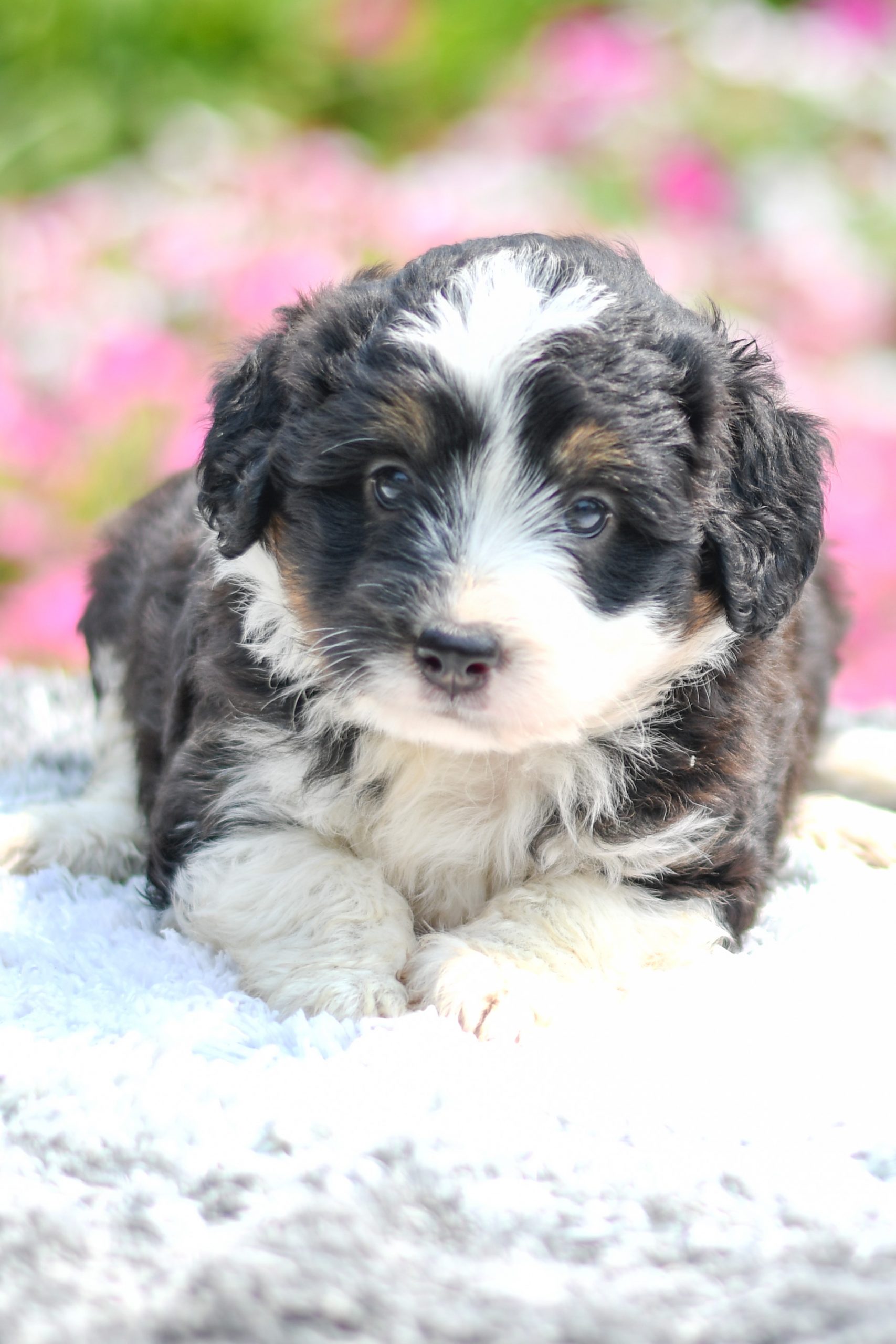 Beautiful Puppies at play. For sale mini australian shepherd playful puppies of Ohio. Cute and cuddly playful mini aussie pups for sale