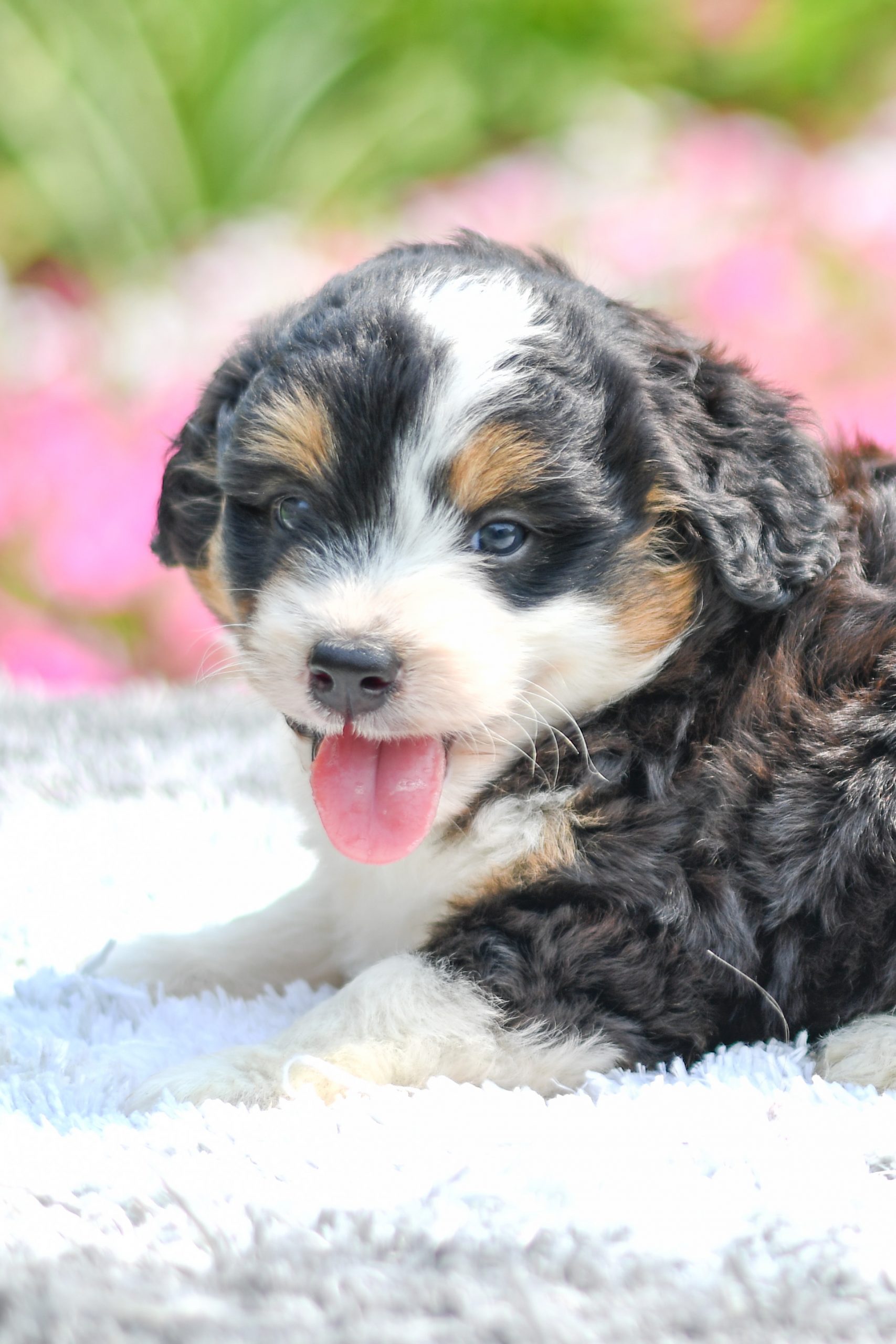 Beautiful Puppies at play. For sale mini australian shepherd playful puppies of Ohio. Cute and cuddly playful mini aussie pups for sale
