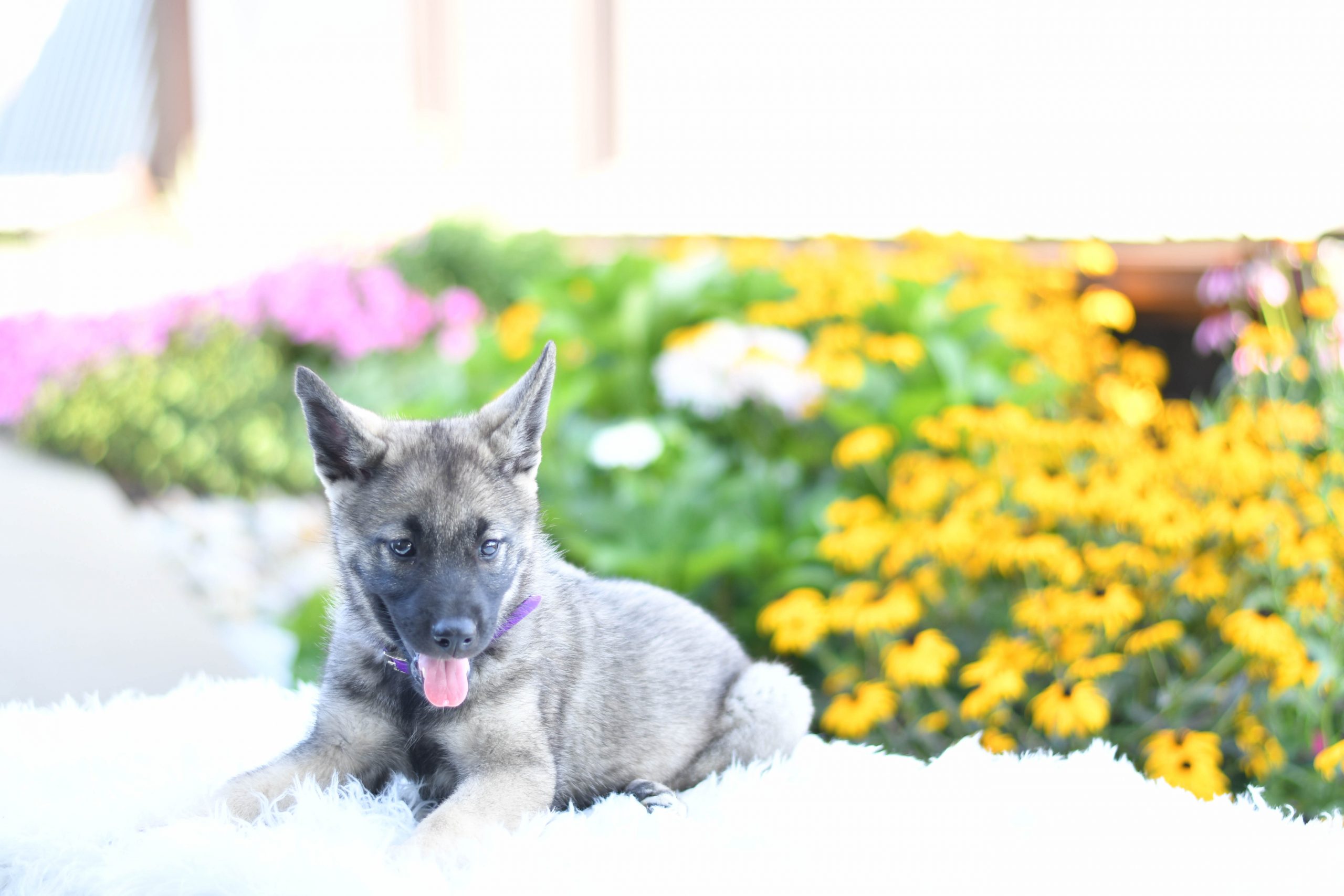 Beautiful Puppies at play. For sale Norwegian elkhounds playful puppies of Ohio. Cute and cuddly playful Norwegian elkhounds pups for sale