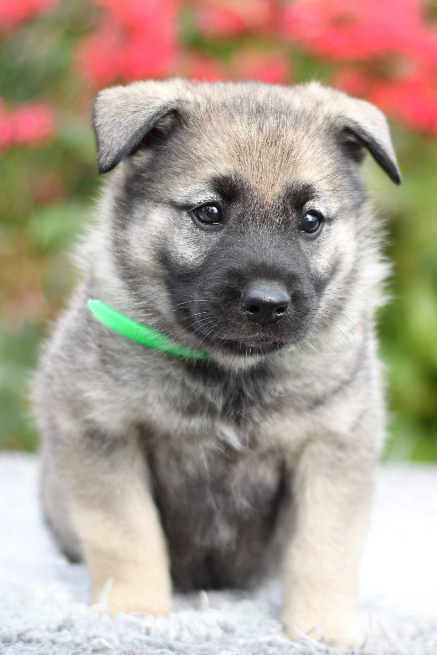 Cute, Cuddely & Adorable Mini Cavapoos puppy for sale and seeking adoption into a loving furever home!