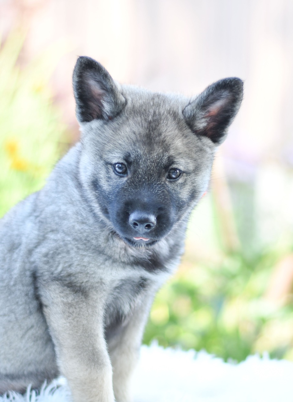 Beautiful Puppies at play. For sale norwegian elkhounds playful puppies of Ohio. Cute and cuddly playful norwegian elkhounds pups for sale