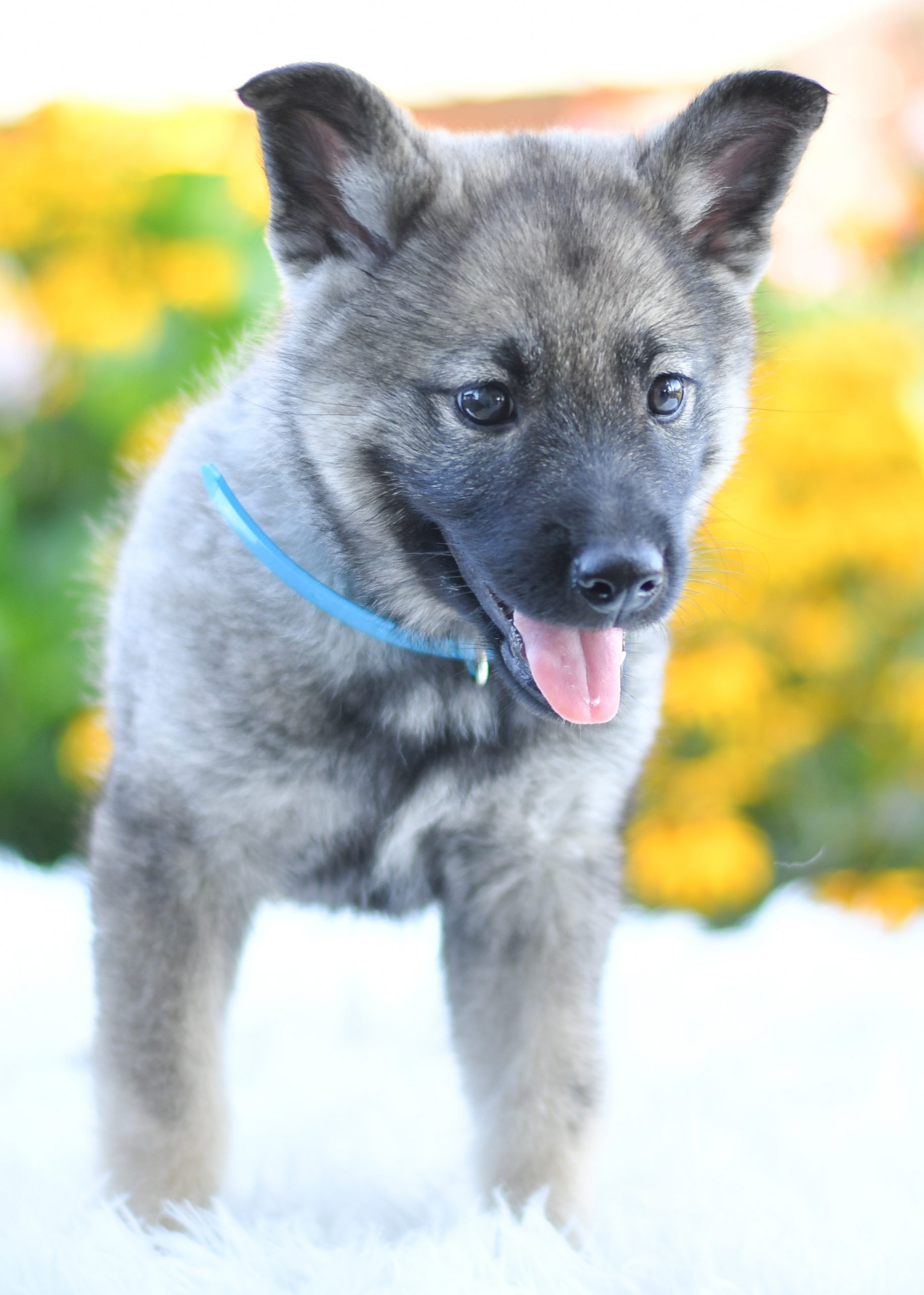 Beautiful Puppies at play. For sale norwegian elkhounds playful puppies of Ohio. Cute and cuddly playful norwegian elkhounds pups for sale