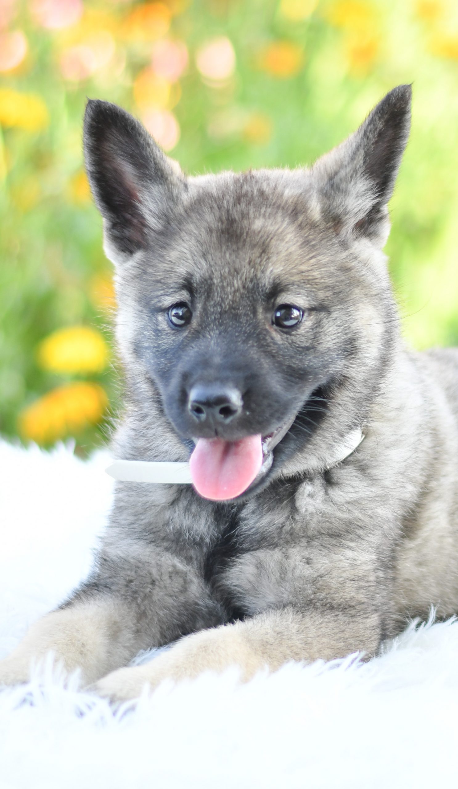 Beautiful Puppies at play. For sale norwegian elkhounds playful puppies of Ohio. Cute and cuddly playful norwegian elkhounds pups for sale