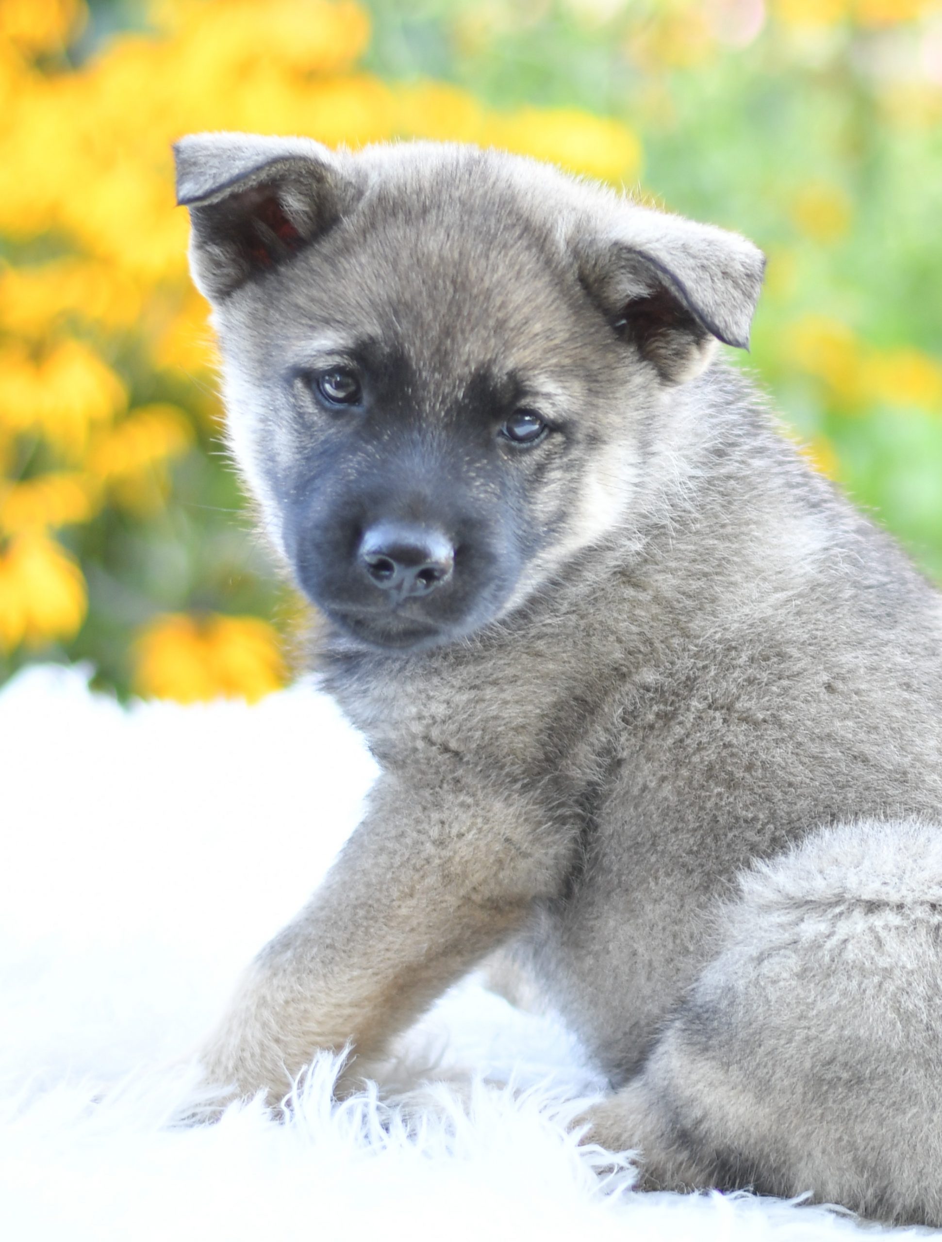 Beautiful Puppies at play. For sale Norwegian elkhounds playful puppies of Ohio. Cute and cuddly playful Norwegian elkhounds pups for sale