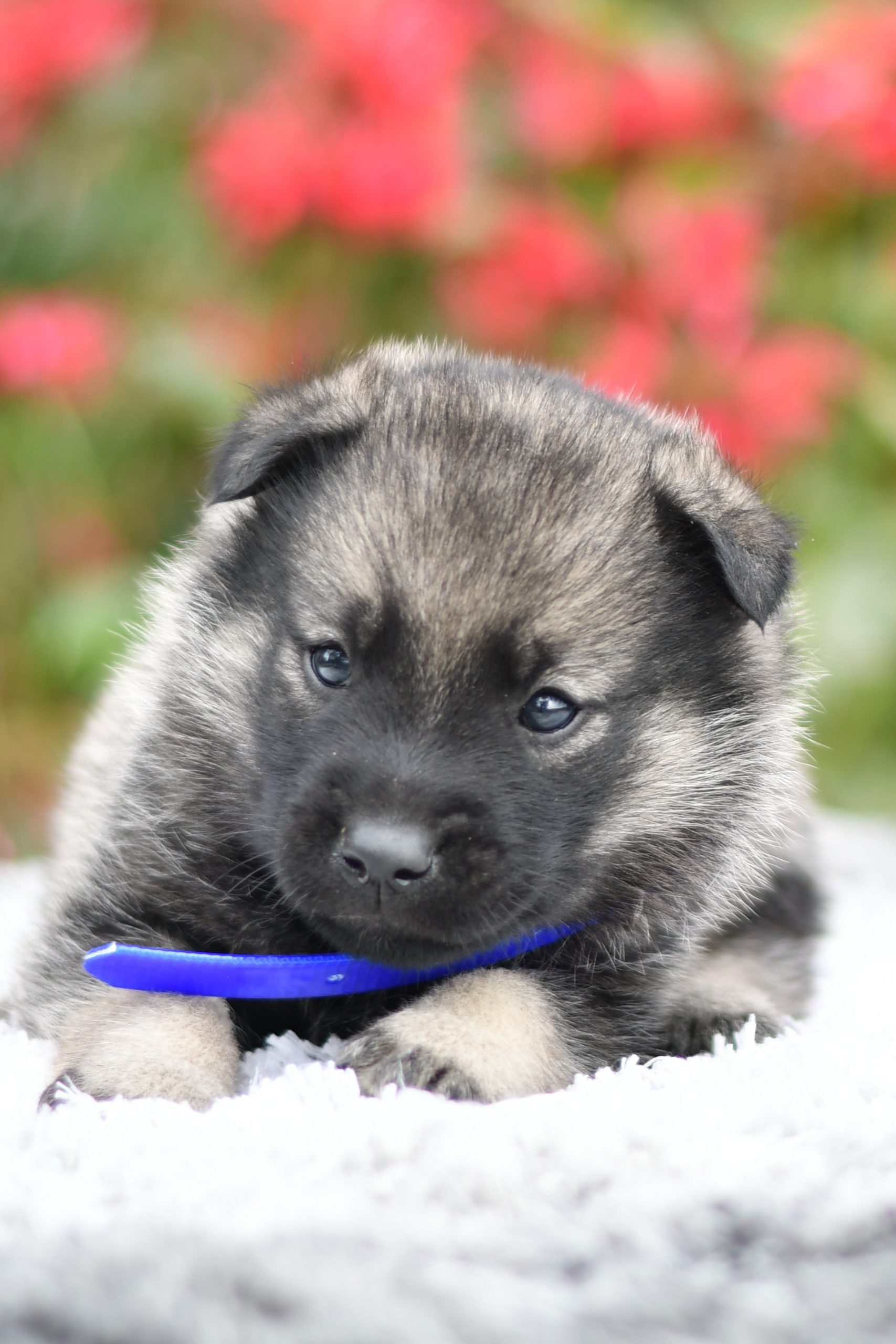 Norwegian Elkhound - Samson - All Star Puppies : All Star Puppies