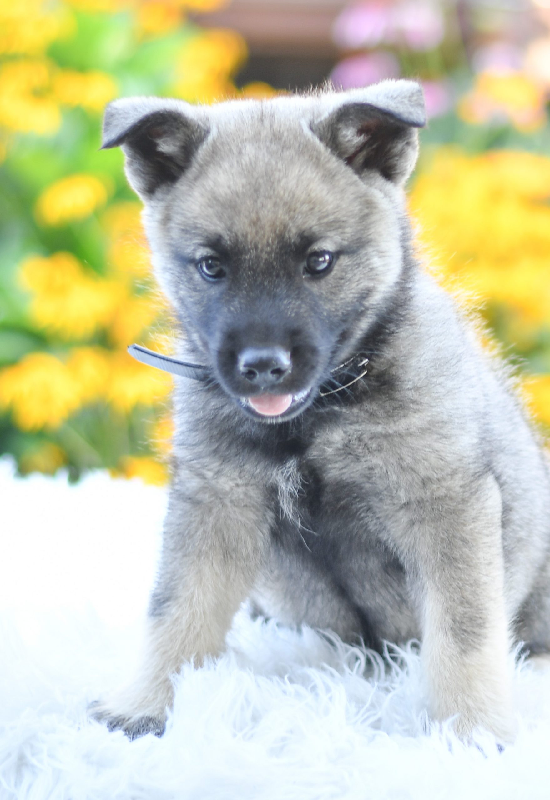 Beautiful Puppies at play. For sale Norwegian elkhounds playful puppies of Ohio. Cute and cuddly playful Norwegian elkhounds pups for sale