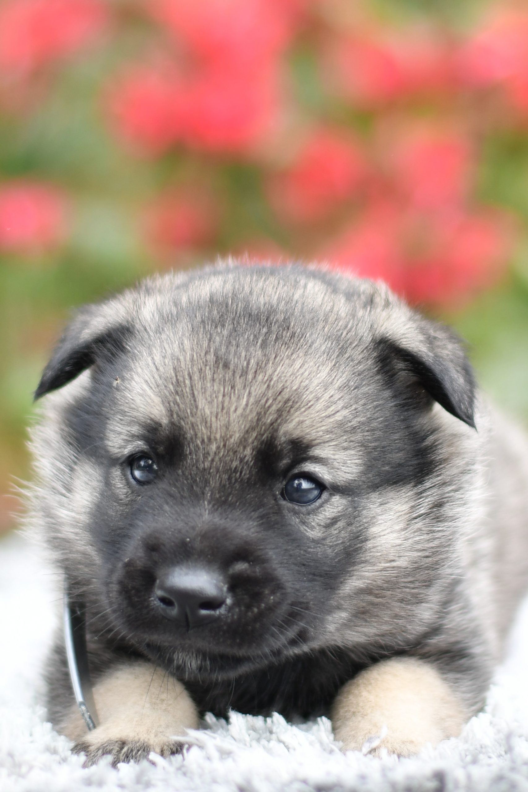 Cute, Cuddely & Adorable Norweigan Elkhound puppy for sale and seeking adoption into a loving furever home! Norweigan Elkhound pups